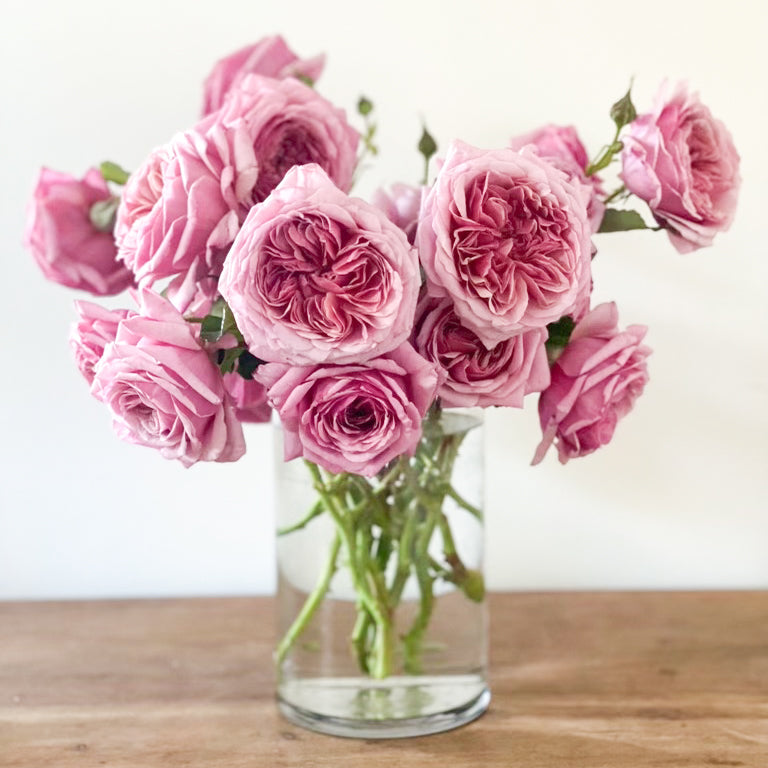 Queen of Elegance™ Bare Root Rose Bush