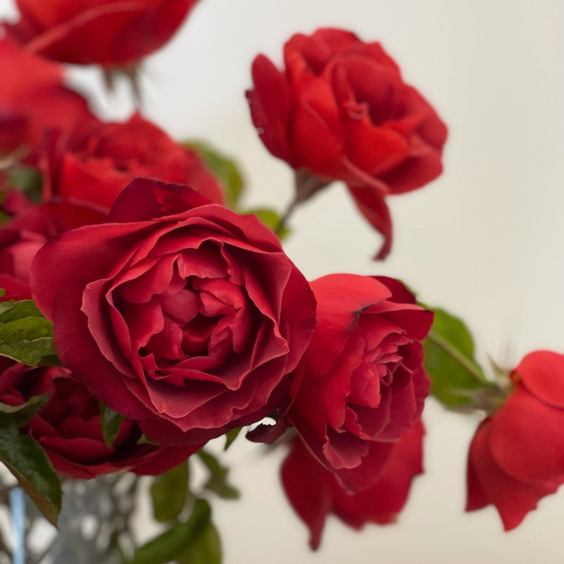 Hot Cocoa®  Bare Root Rose Bush