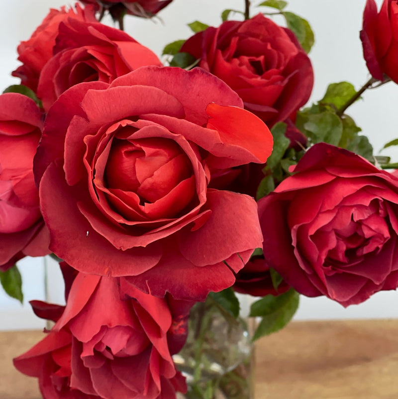 Hot Cocoa®  Bare Root Rose Bush