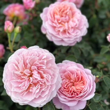 Close-up of pink roses with green leaves in the background