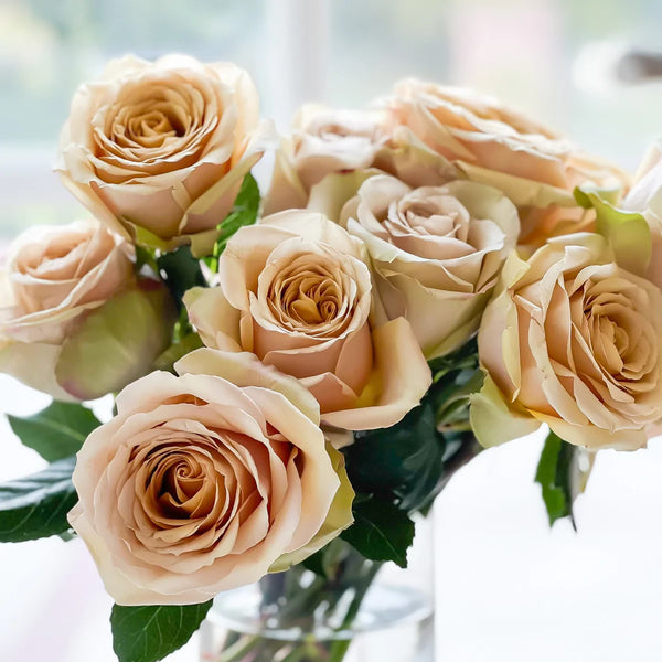 Golden Mustard Potted Rose Bush