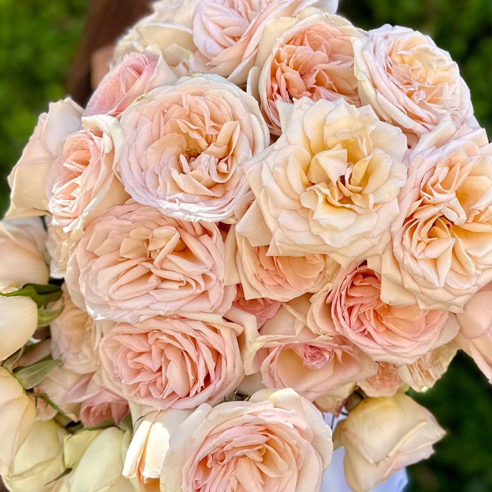 Princess Maya® Potted Rose Bush