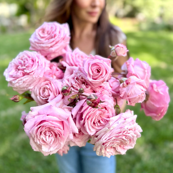 Belinda's Dream® Potted Rose Bush