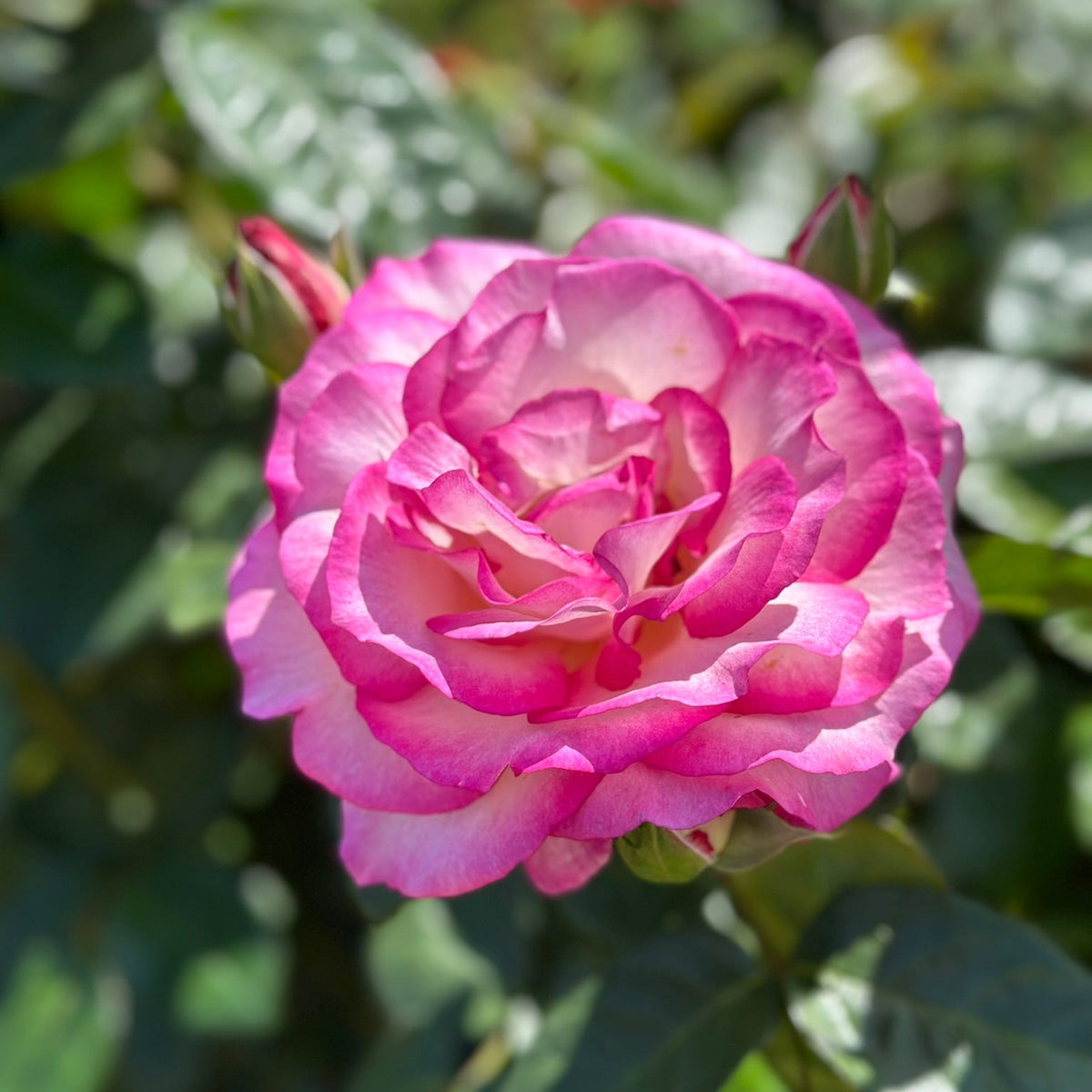 Pink rose with green leaves in the background