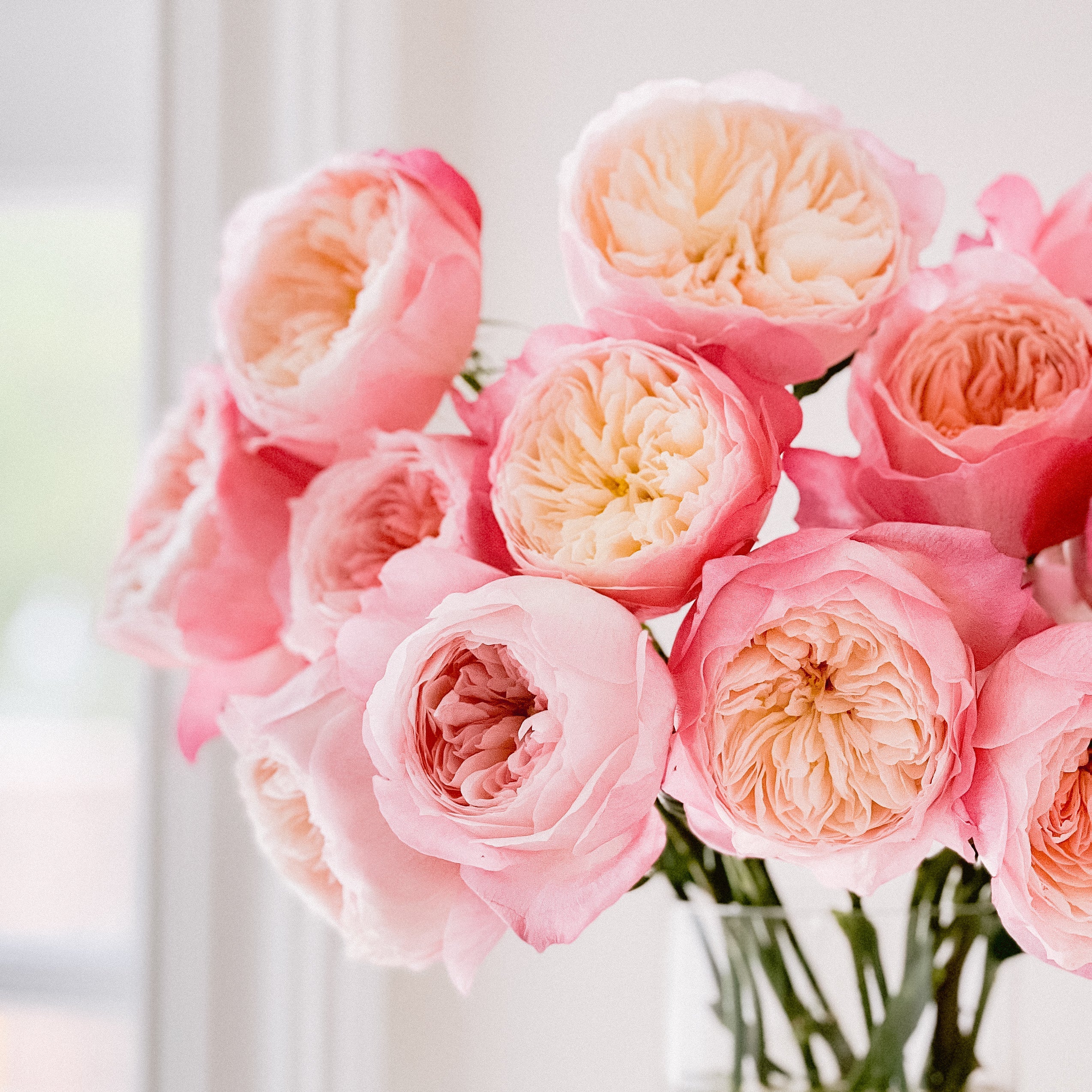 David Austin® Constance™ Bouquet