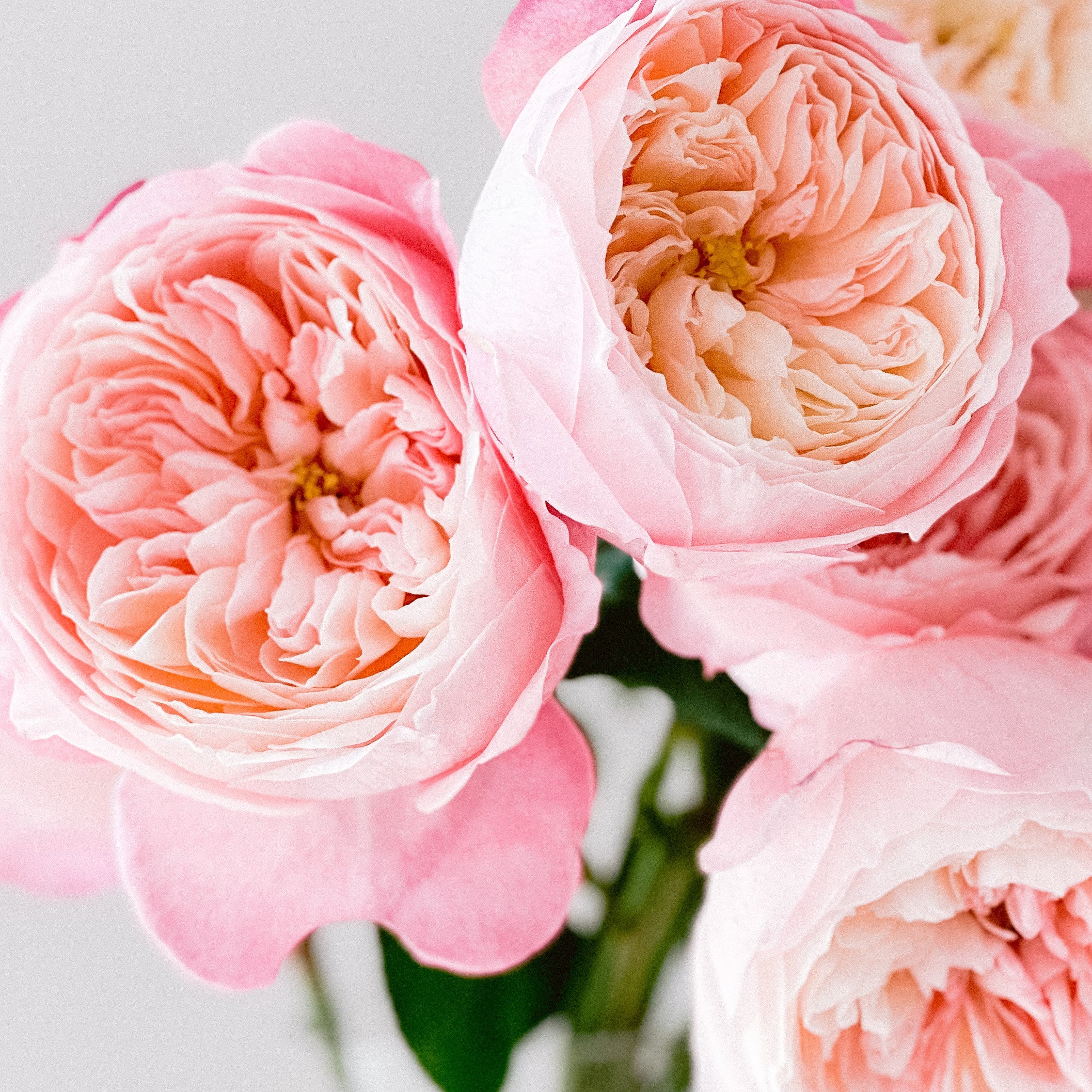 Constance™ Special Bouquet