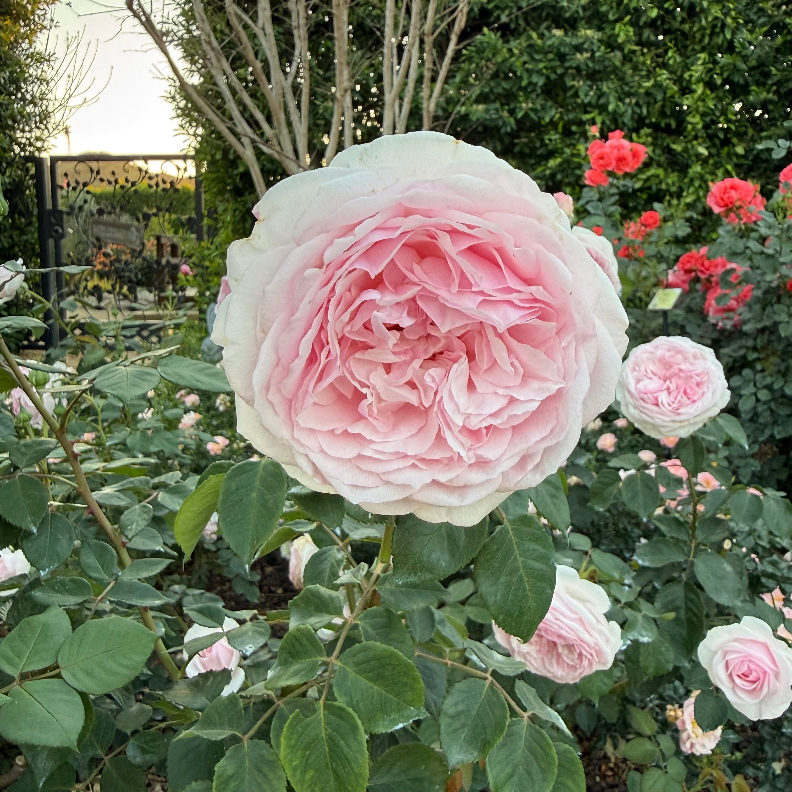 David Austin® Olivia Rose Austin™ Potted Rose Bush
