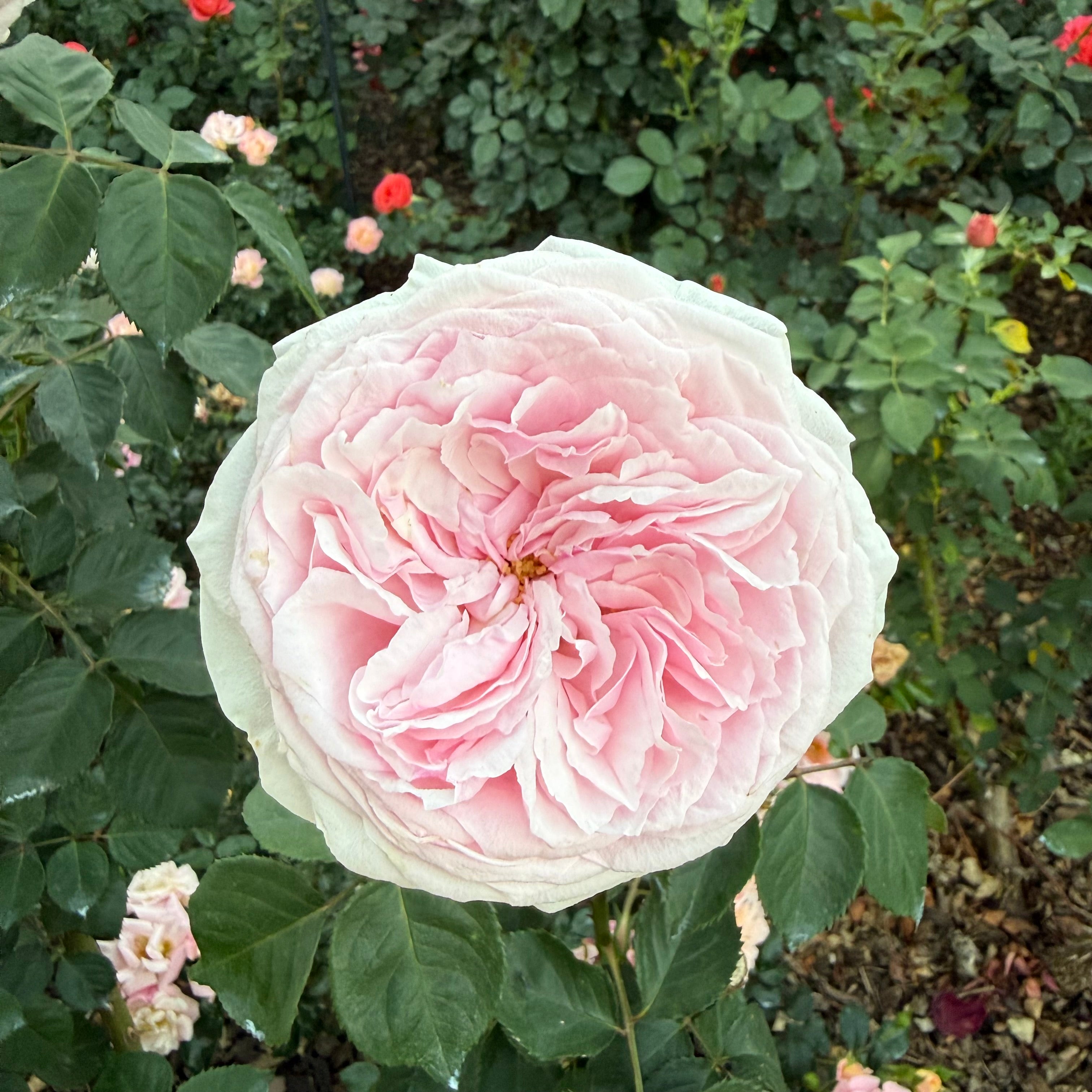 David Austin® Olivia Rose Austin™ Potted Rose Bush