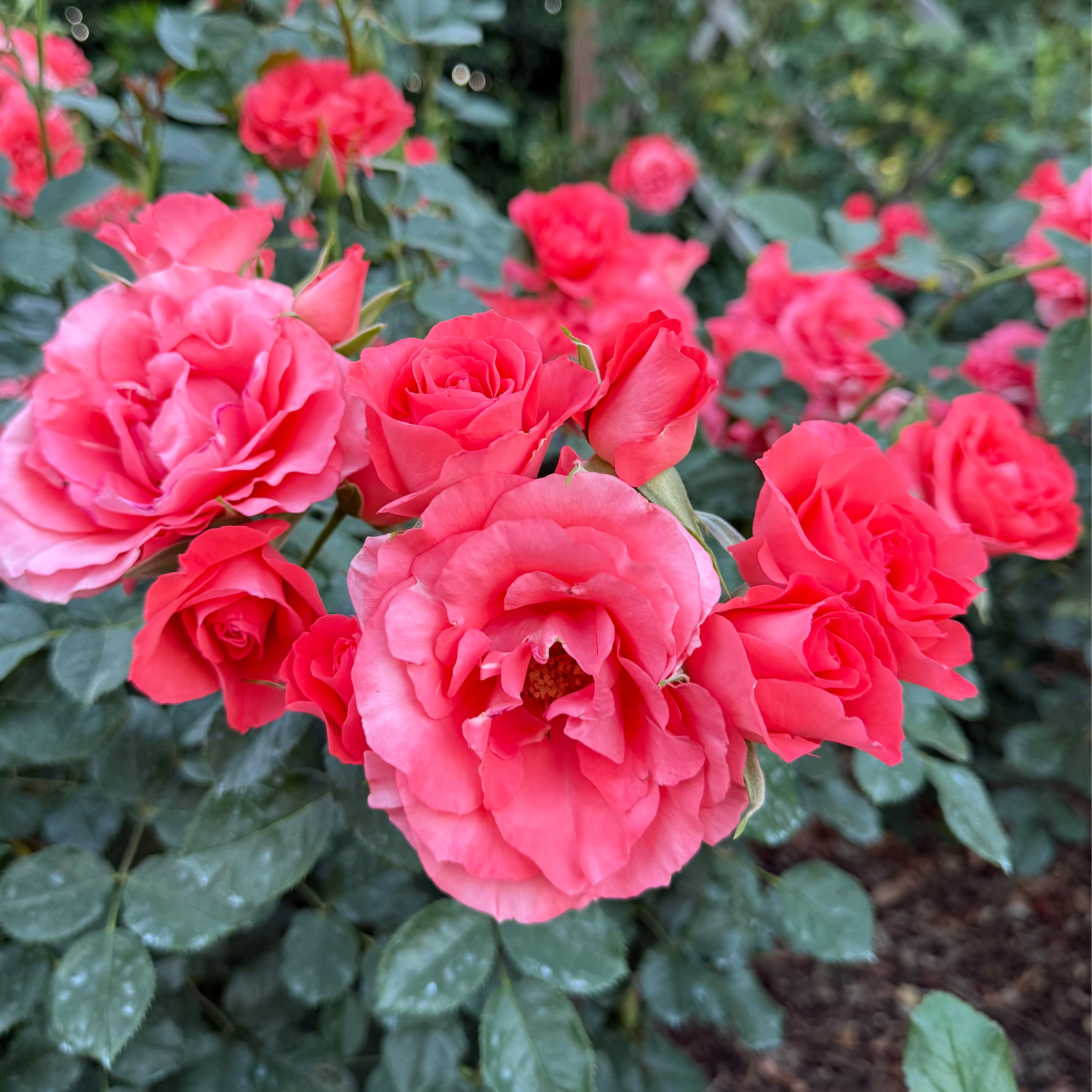 Marmalade Skies™ Potted Rose Bush