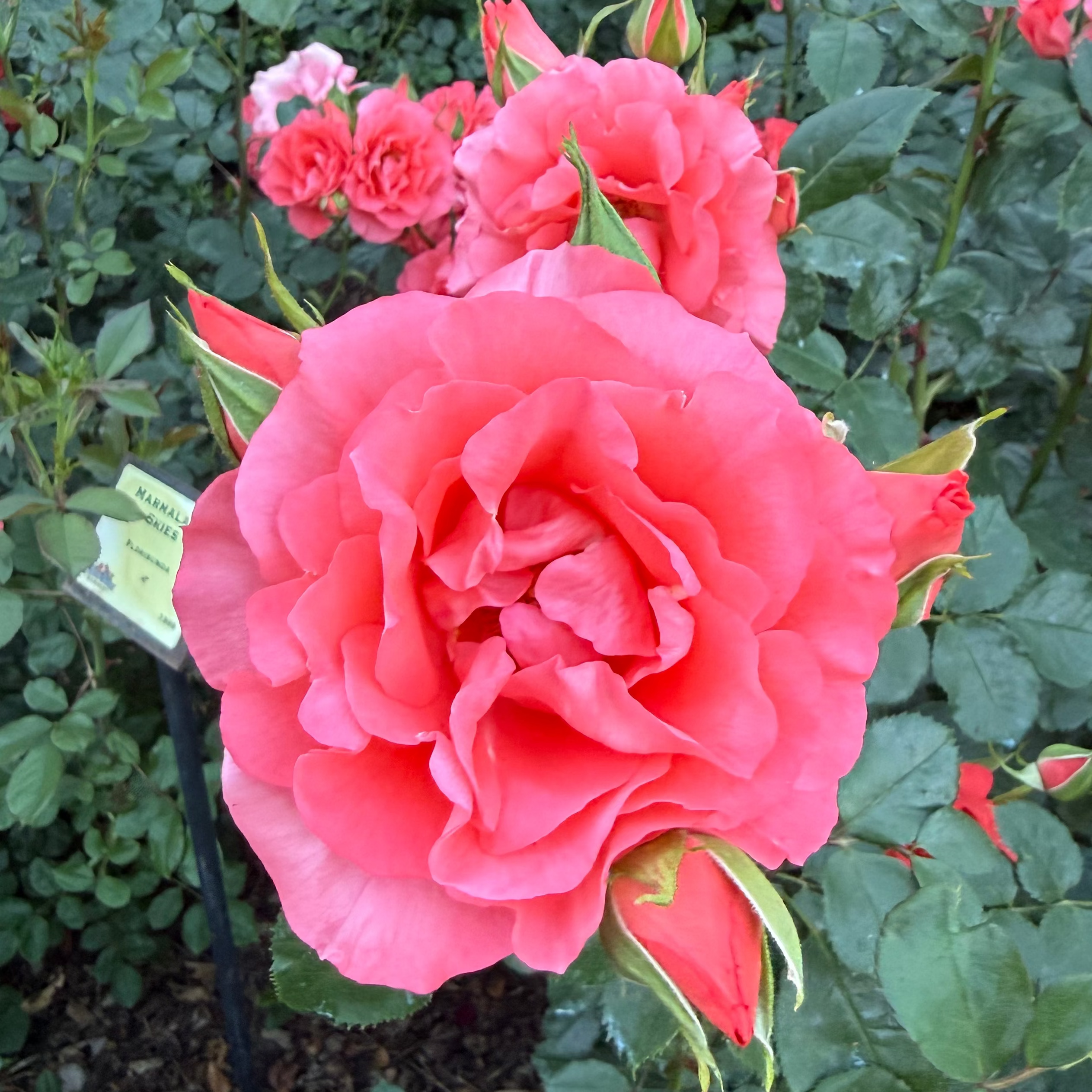 Marmalade Skies™ Potted Rose Bush