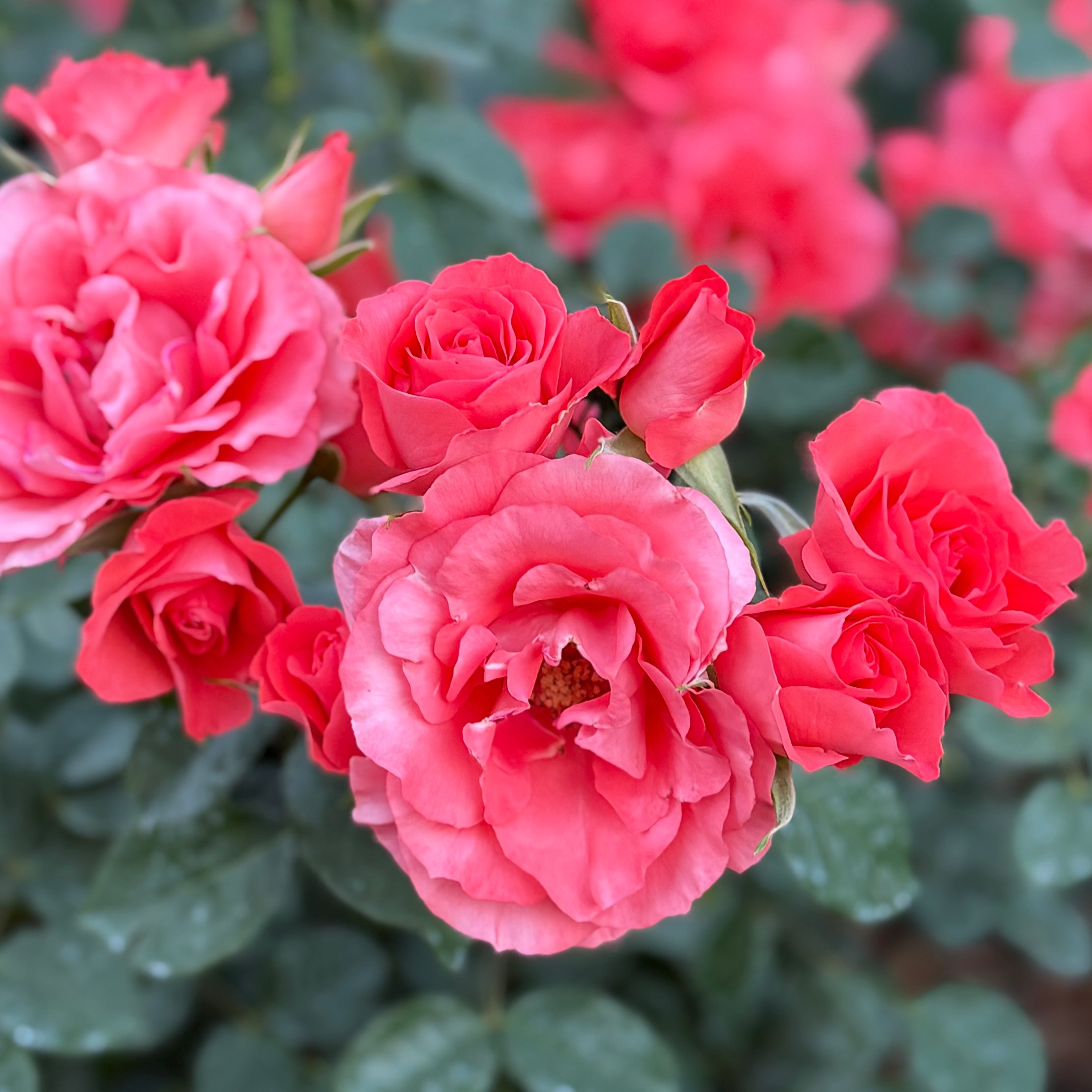 Marmalade Skies™ Potted Rose Bush
