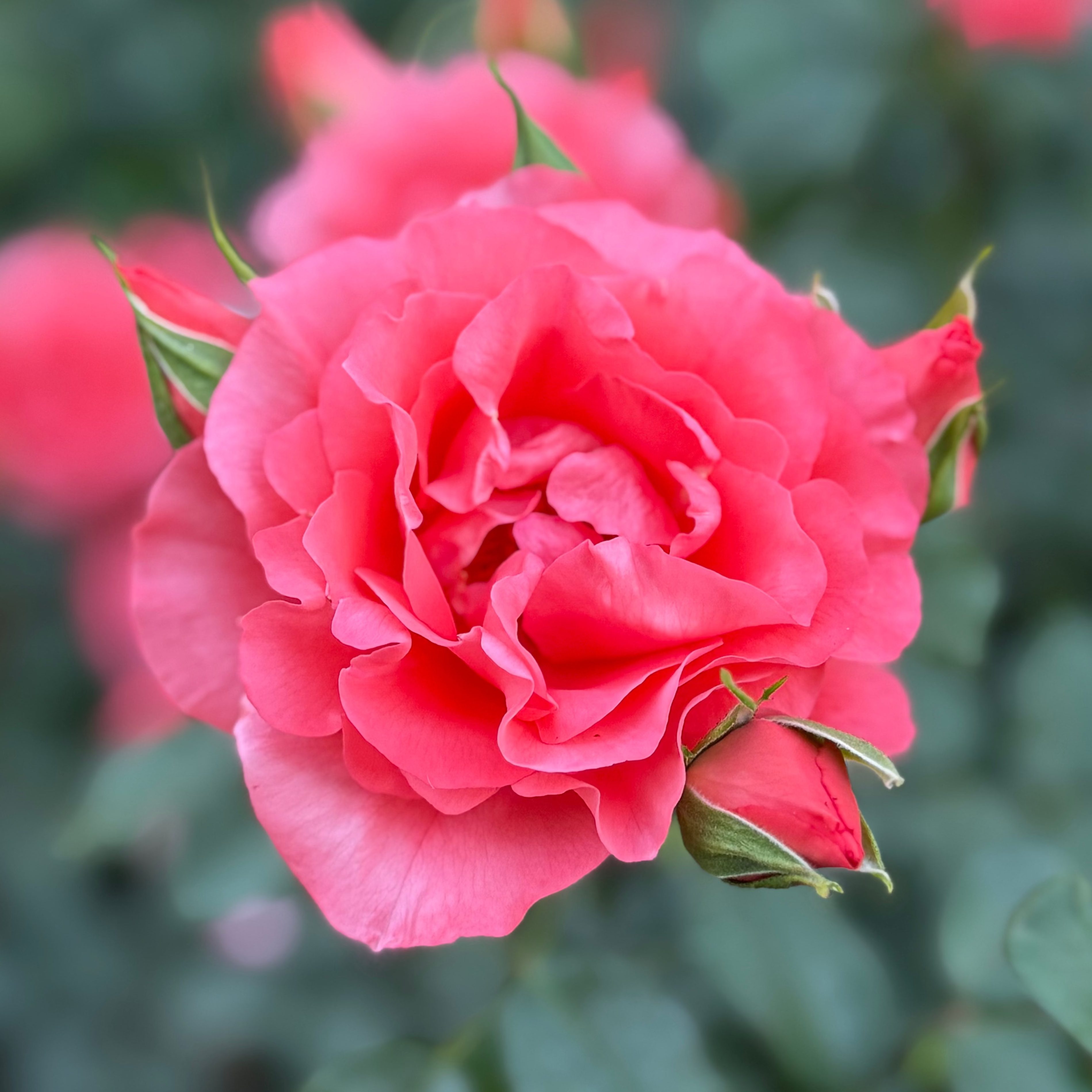 Marmalade Skies™ Potted Rose Bush