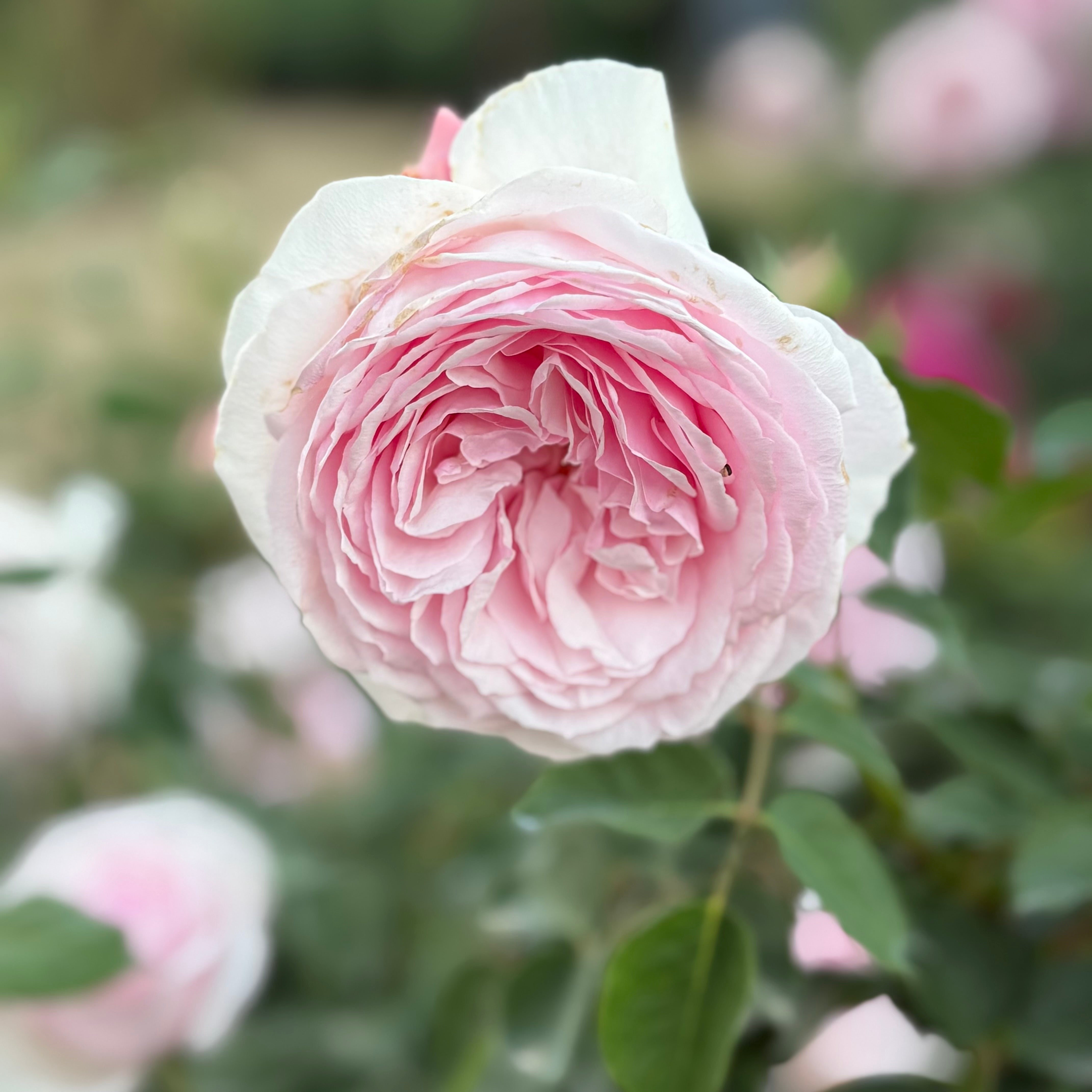 David Austin® Olivia Rose Austin™ Potted Rose Bush