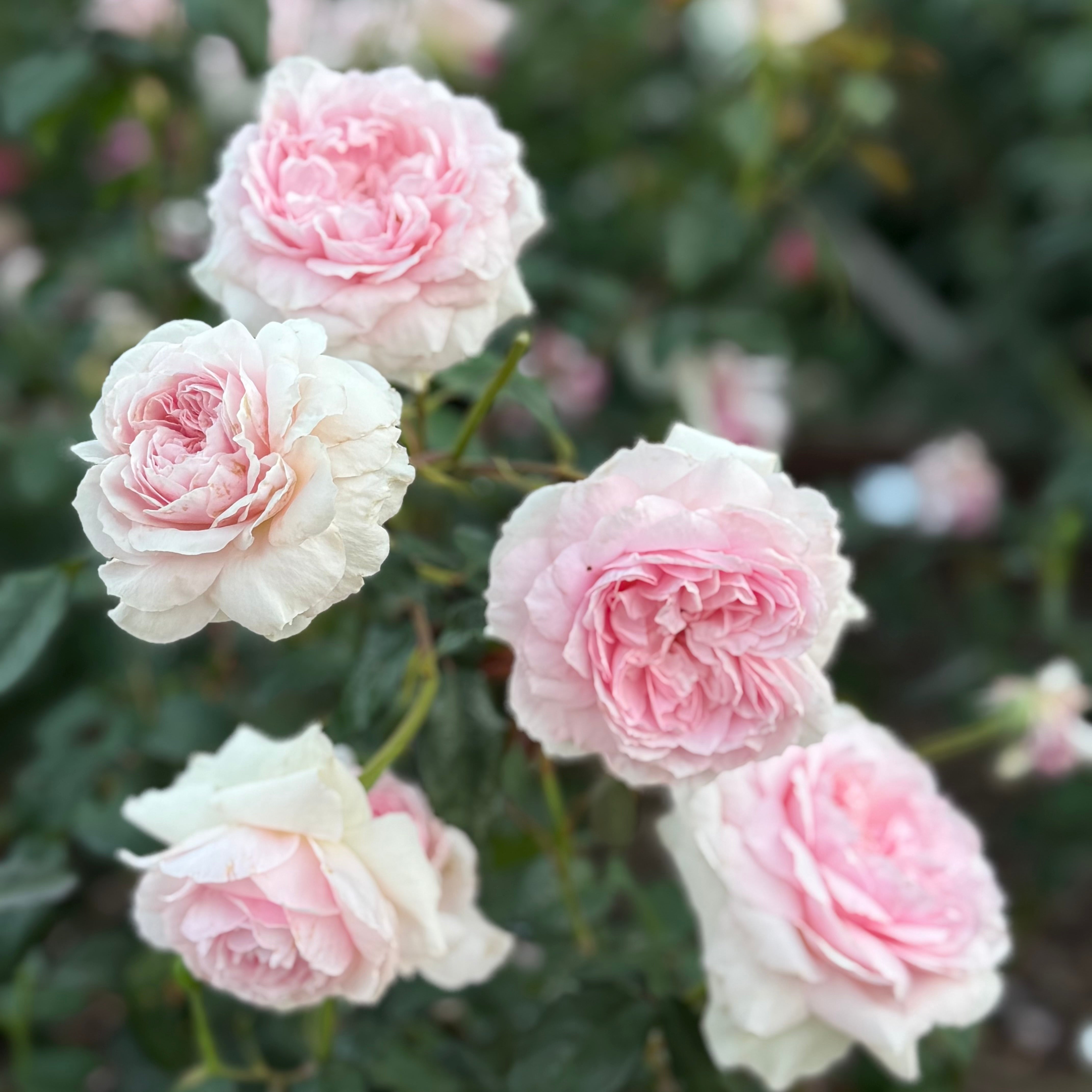 David Austin® Olivia Rose Austin™ Potted Rose Bush
