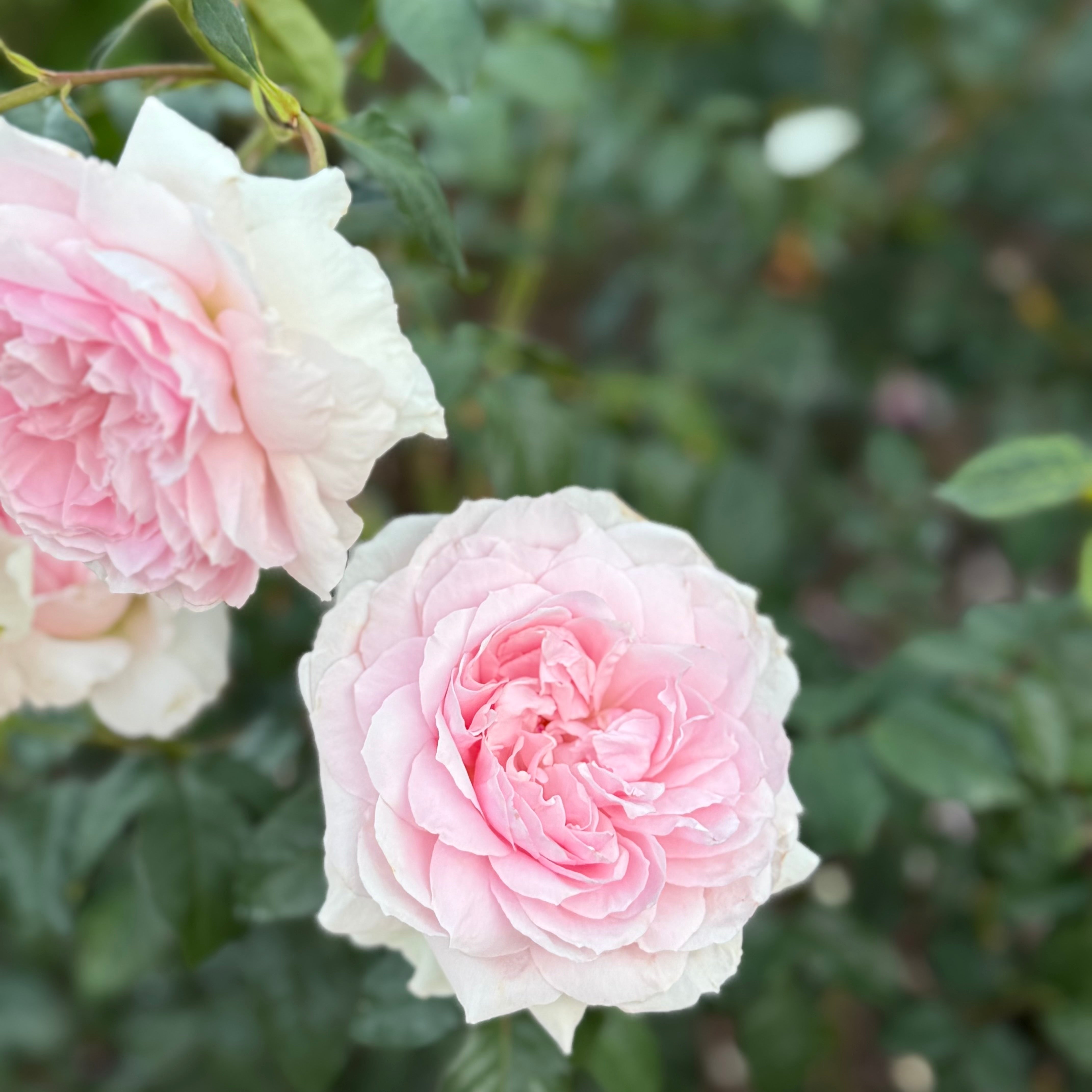 David Austin® Olivia Rose Austin™ Potted Rose Bush