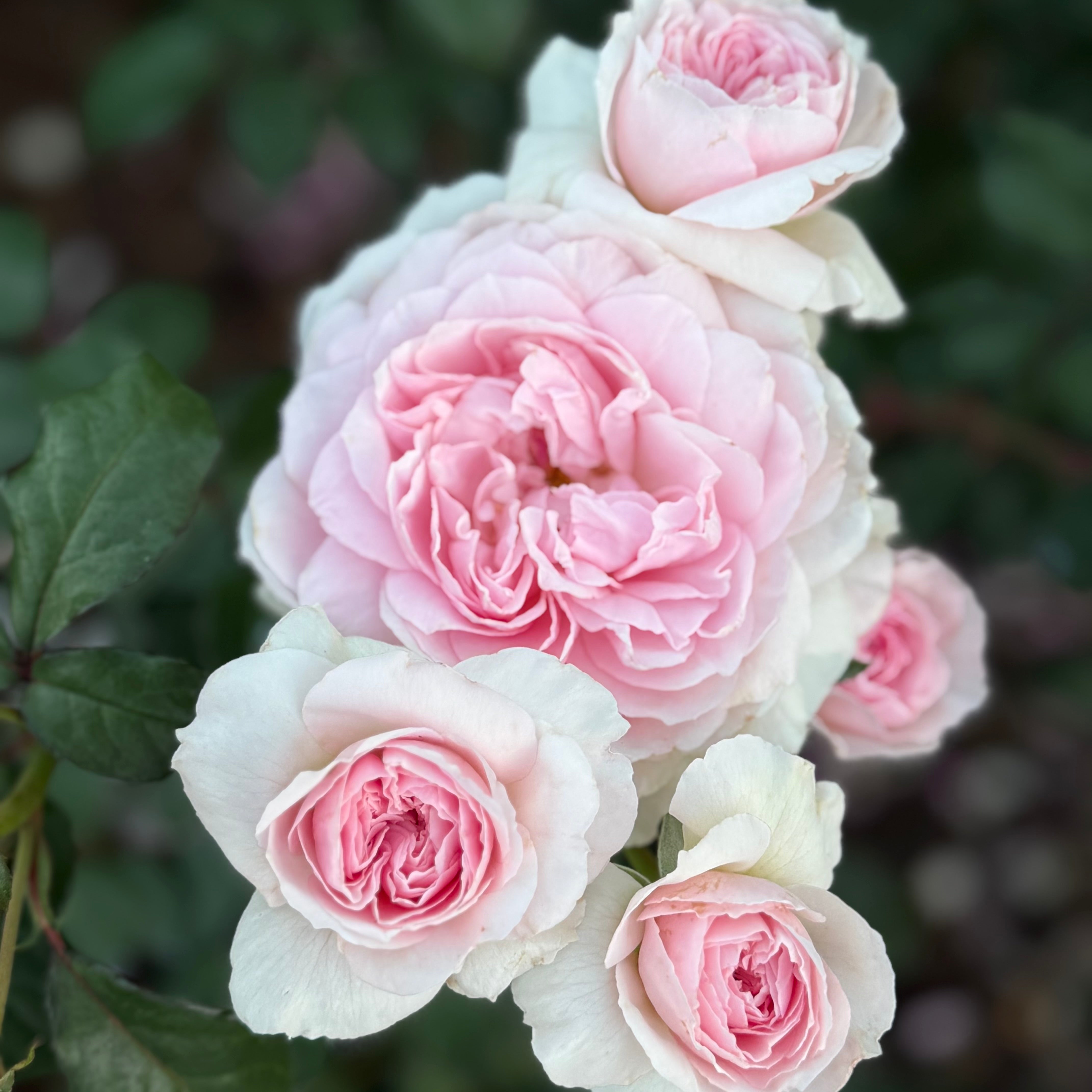 David Austin® Olivia Rose Austin™ Potted Rose Bush