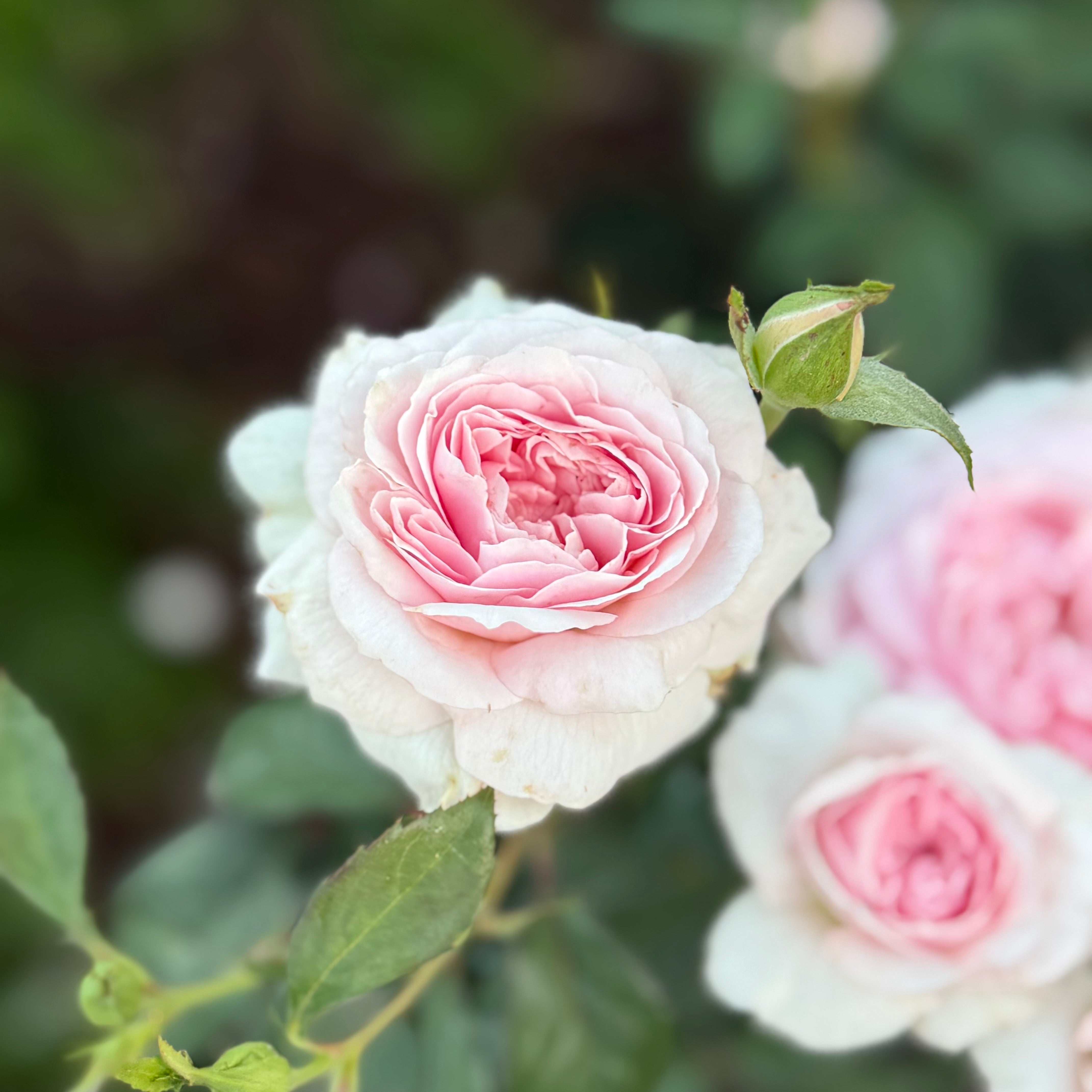 David Austin® Olivia Rose Austin™ Potted Rose Bush