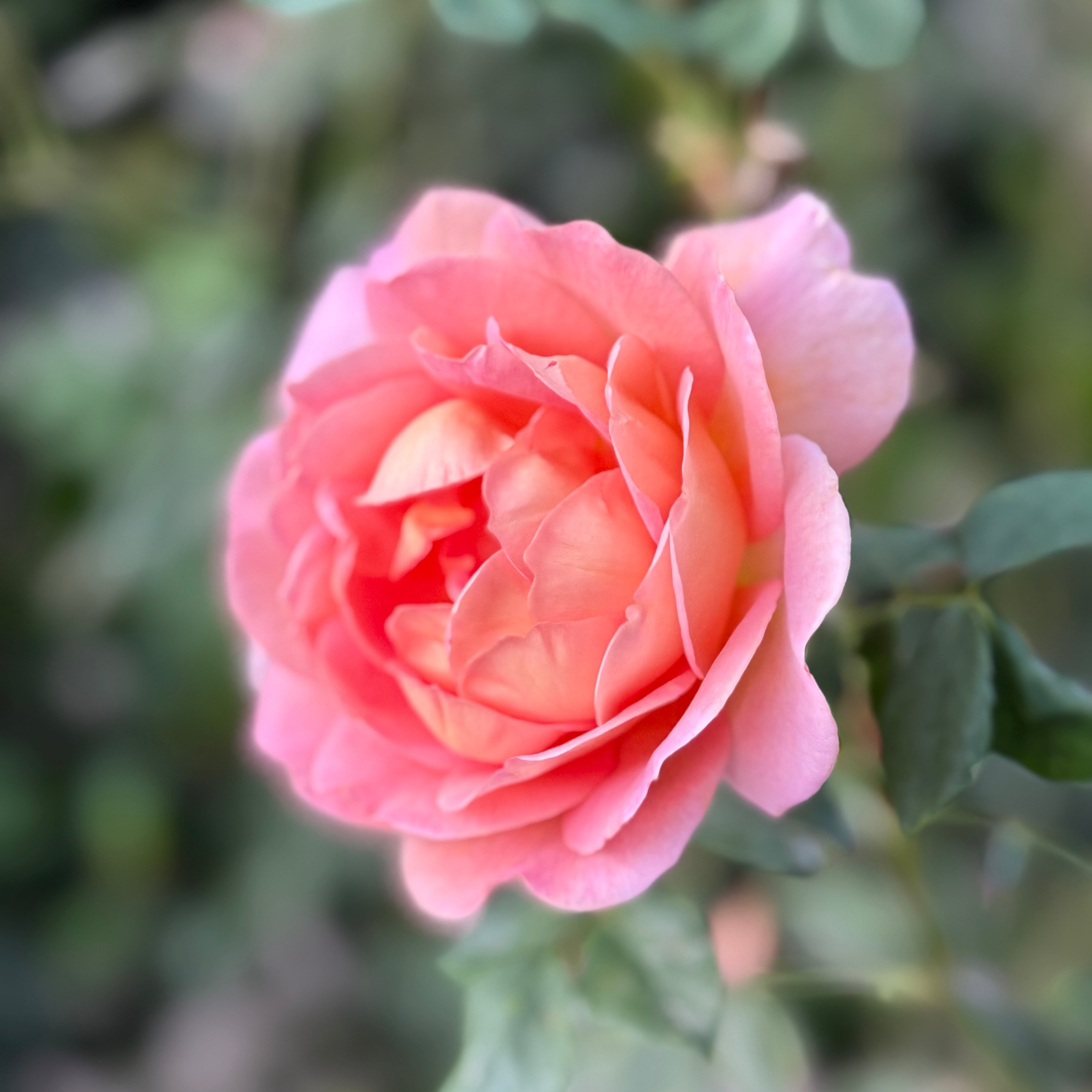 David Austin® Lady Emma Hamilton® Potted Rose Bush