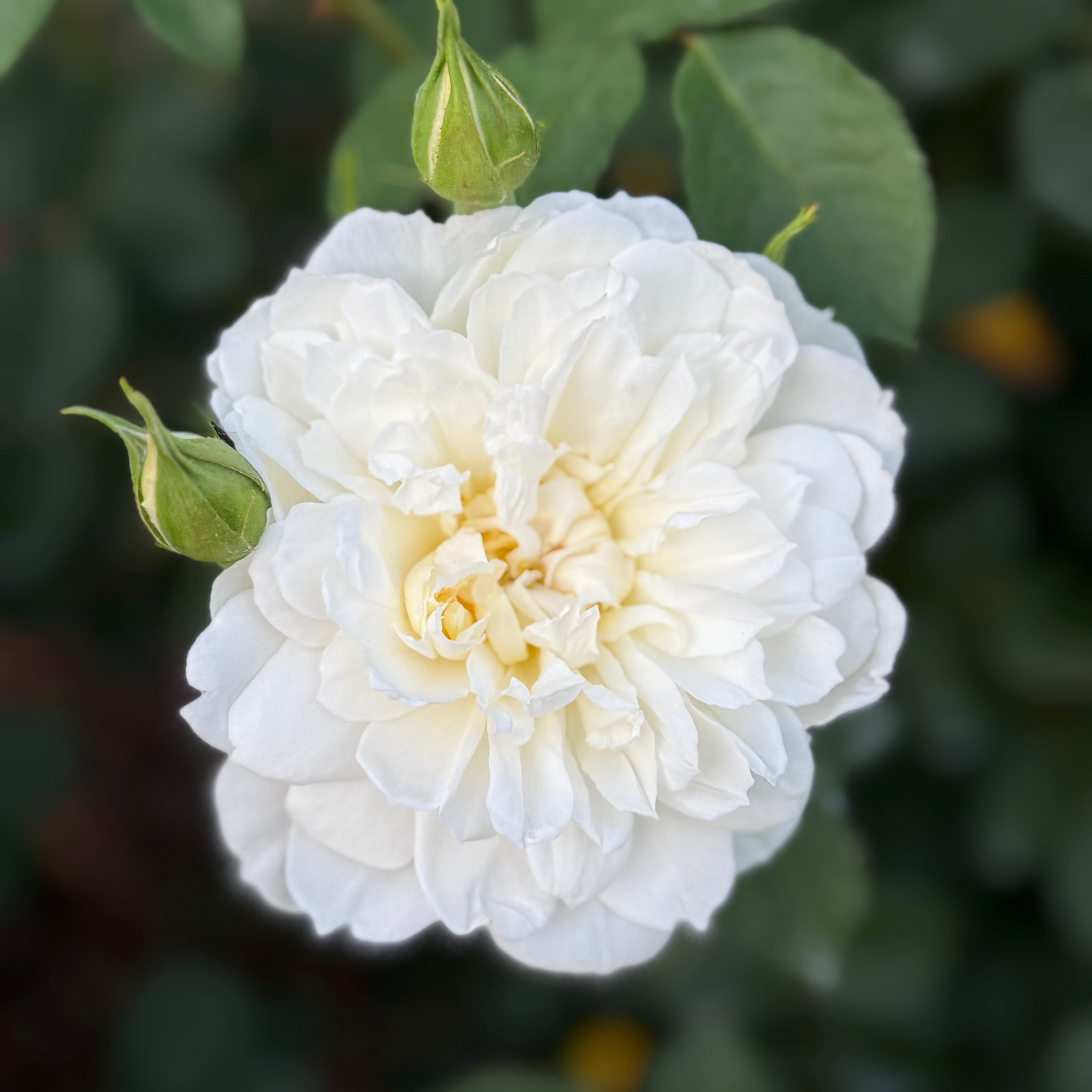 David Austin® Imogen® Potted Rose Bush