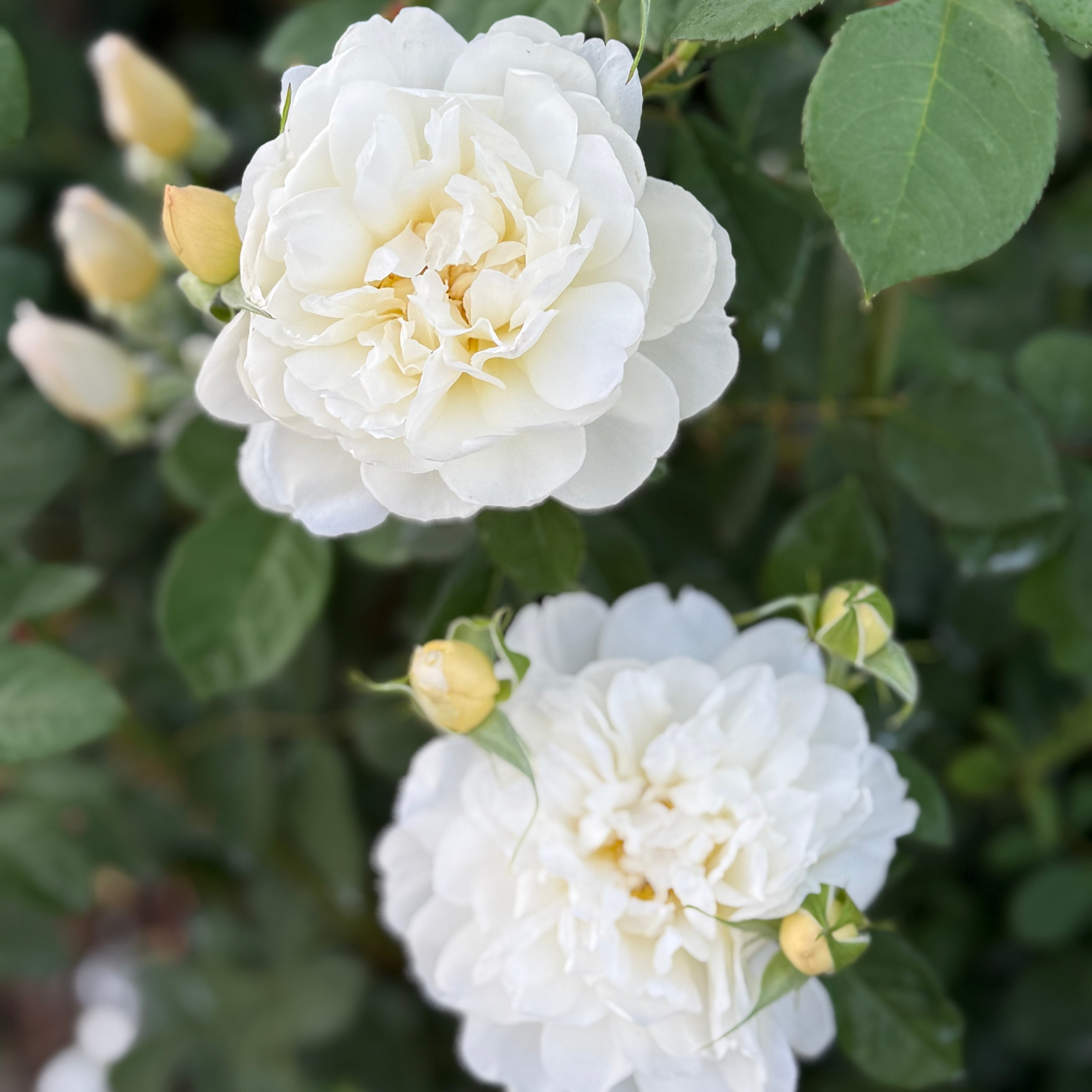 David Austin® Imogen® Potted Rose Bush