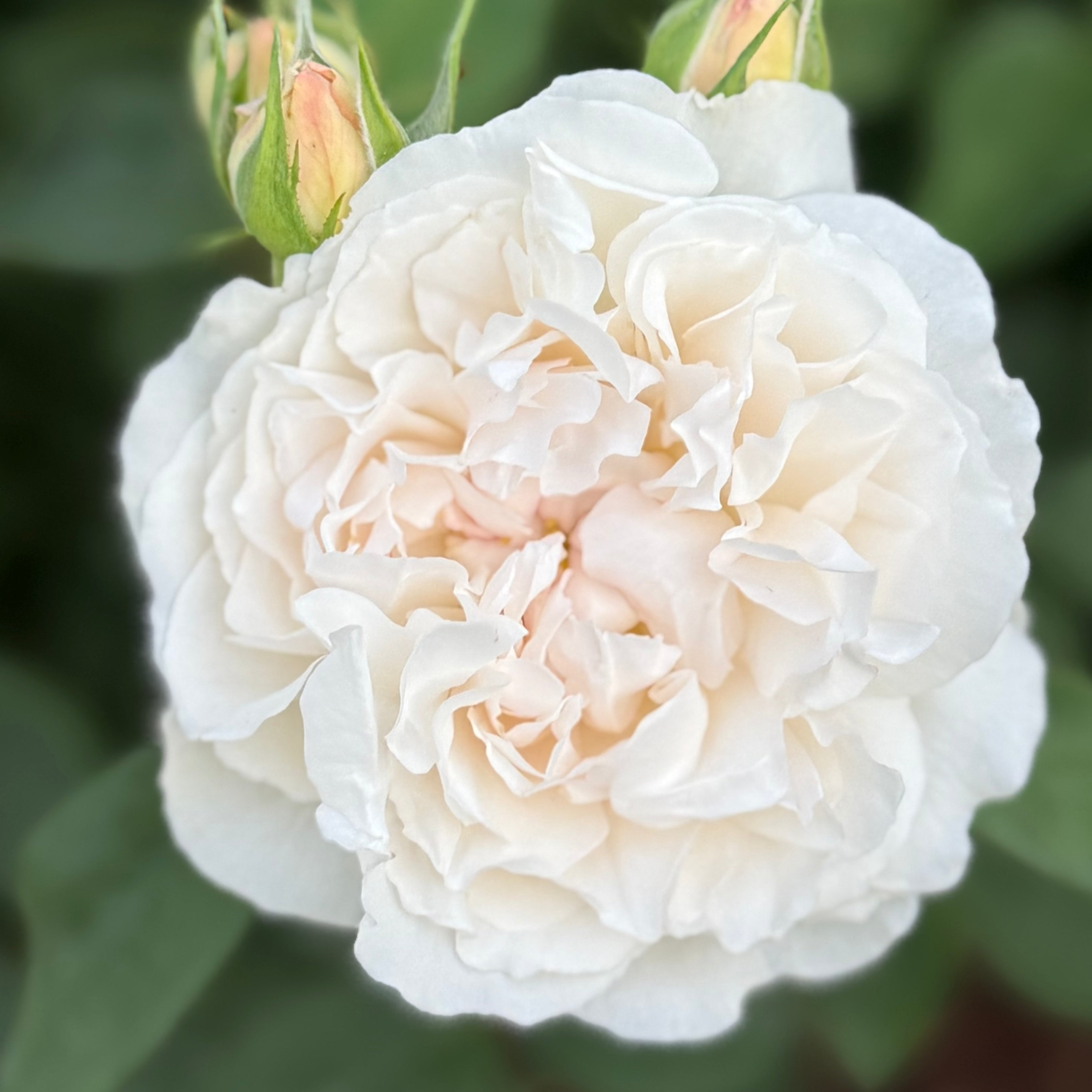 David Austin® Winchester Cathedral® Potted Rose Bush