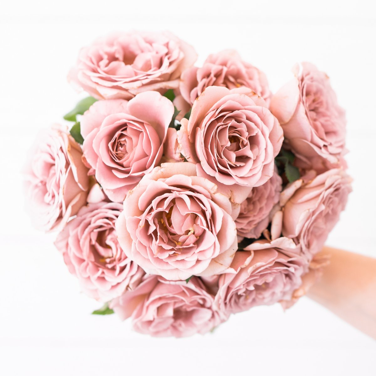 Koko Loko™ Bare Root Rose Bush