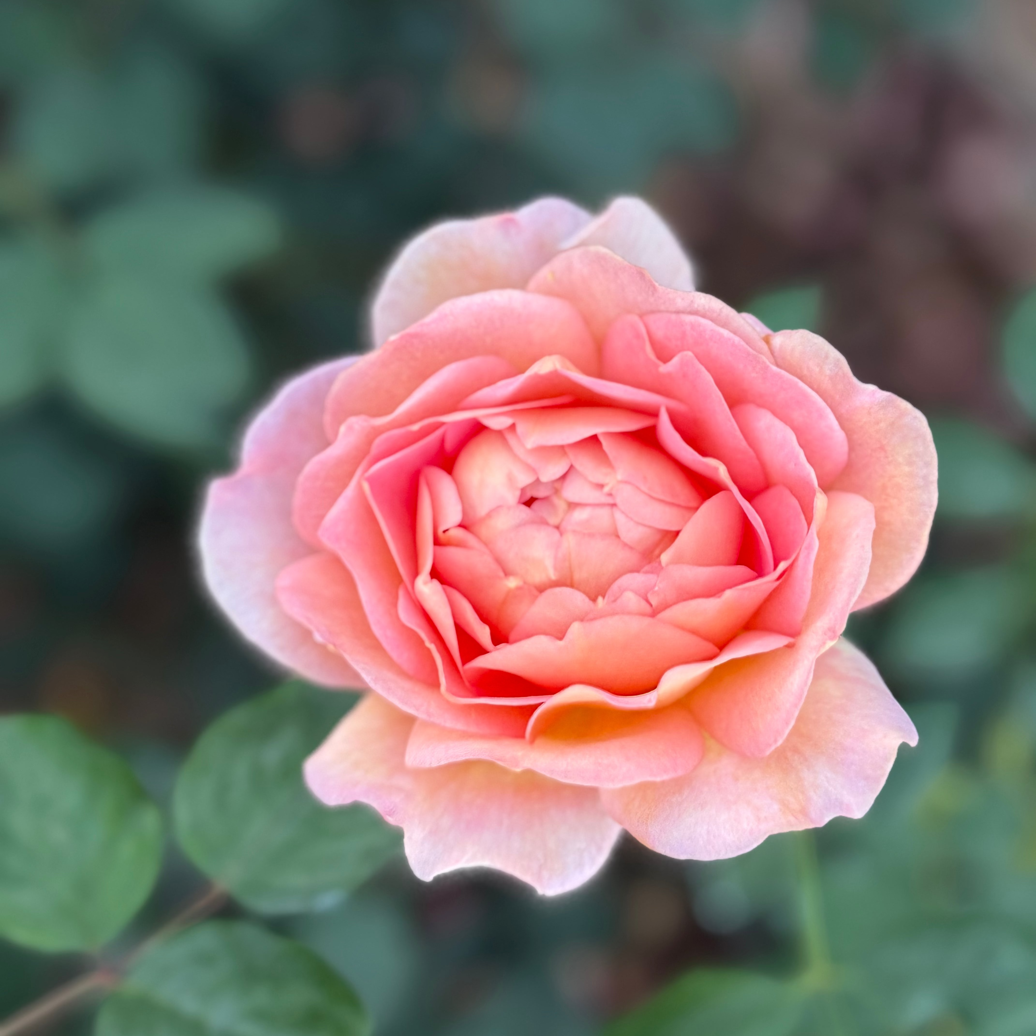 David Austin® Lady Emma Hamilton® Potted Rose Bush