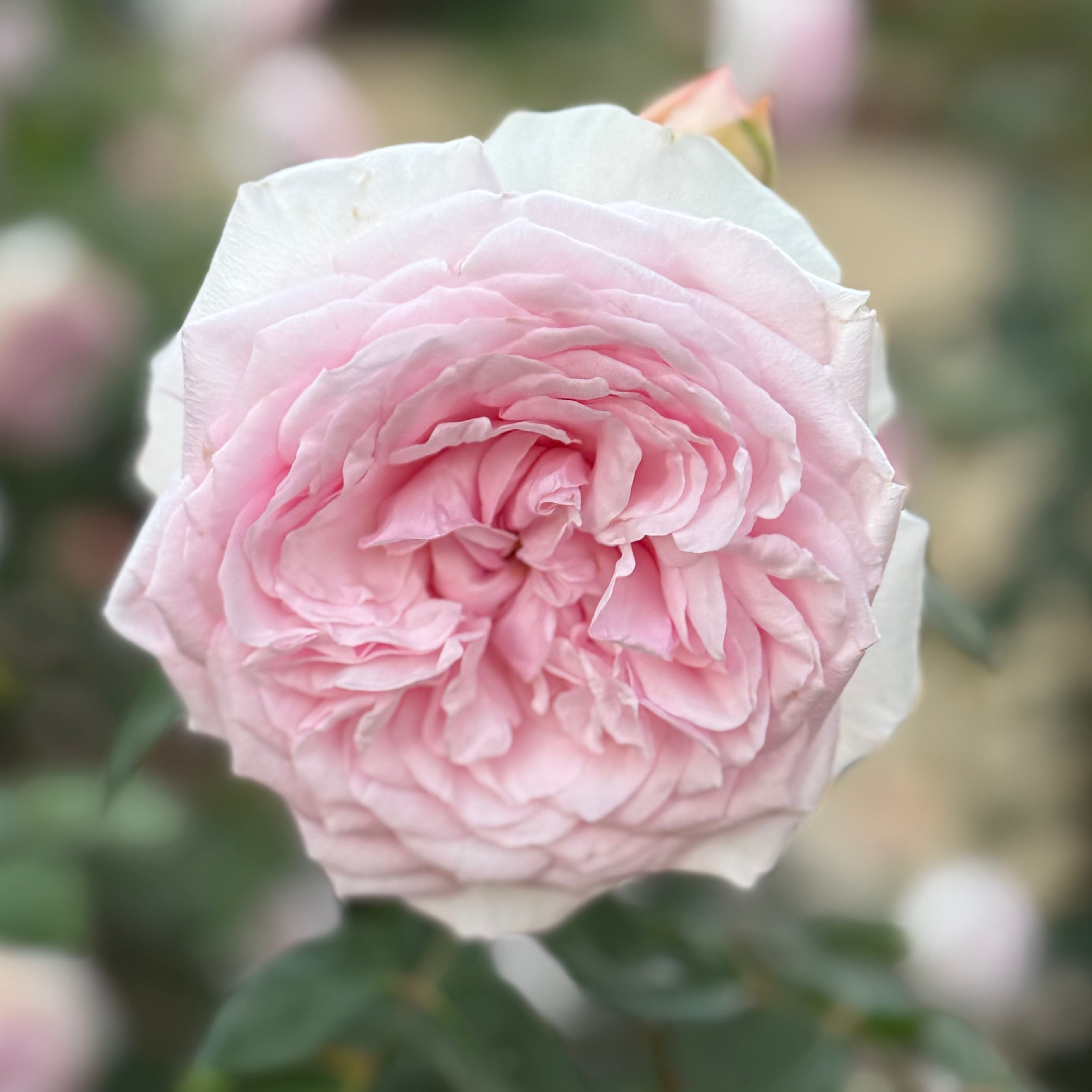 David Austin® Olivia Rose Austin™ Potted Tree Rose