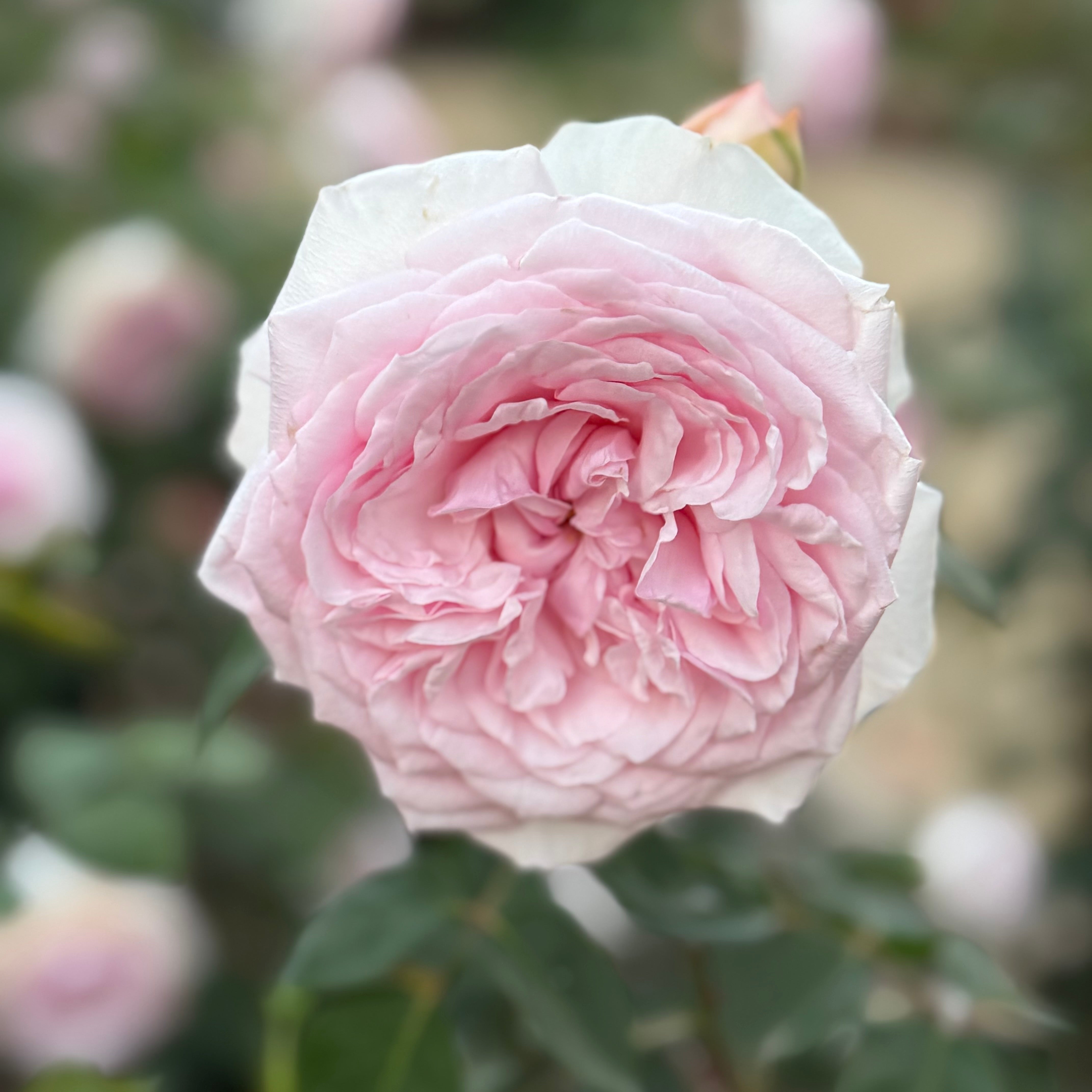 David Austin® Olivia Rose Austin™ Potted Rose Bush