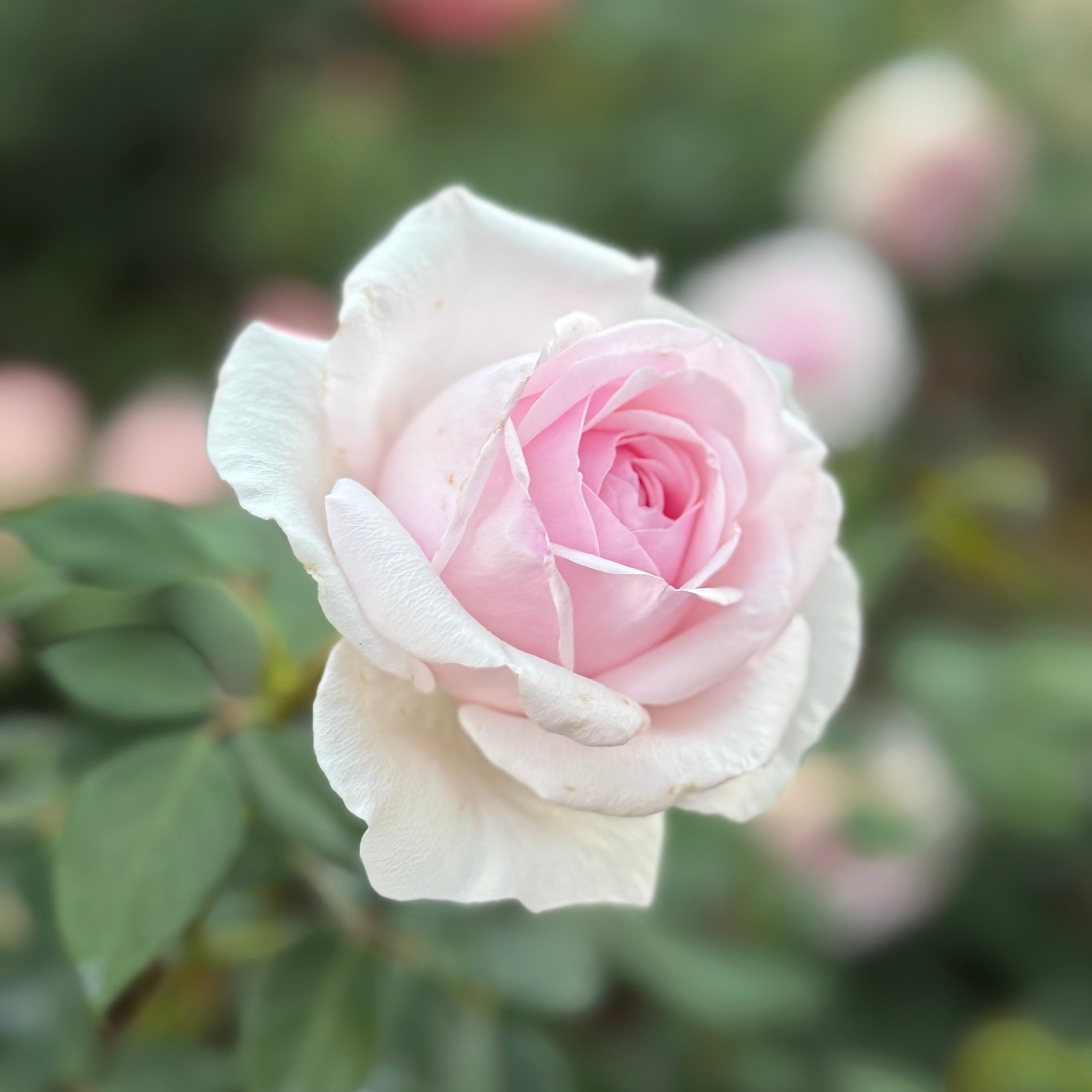 David Austin® Olivia Rose Austin™ Potted Rose Bush