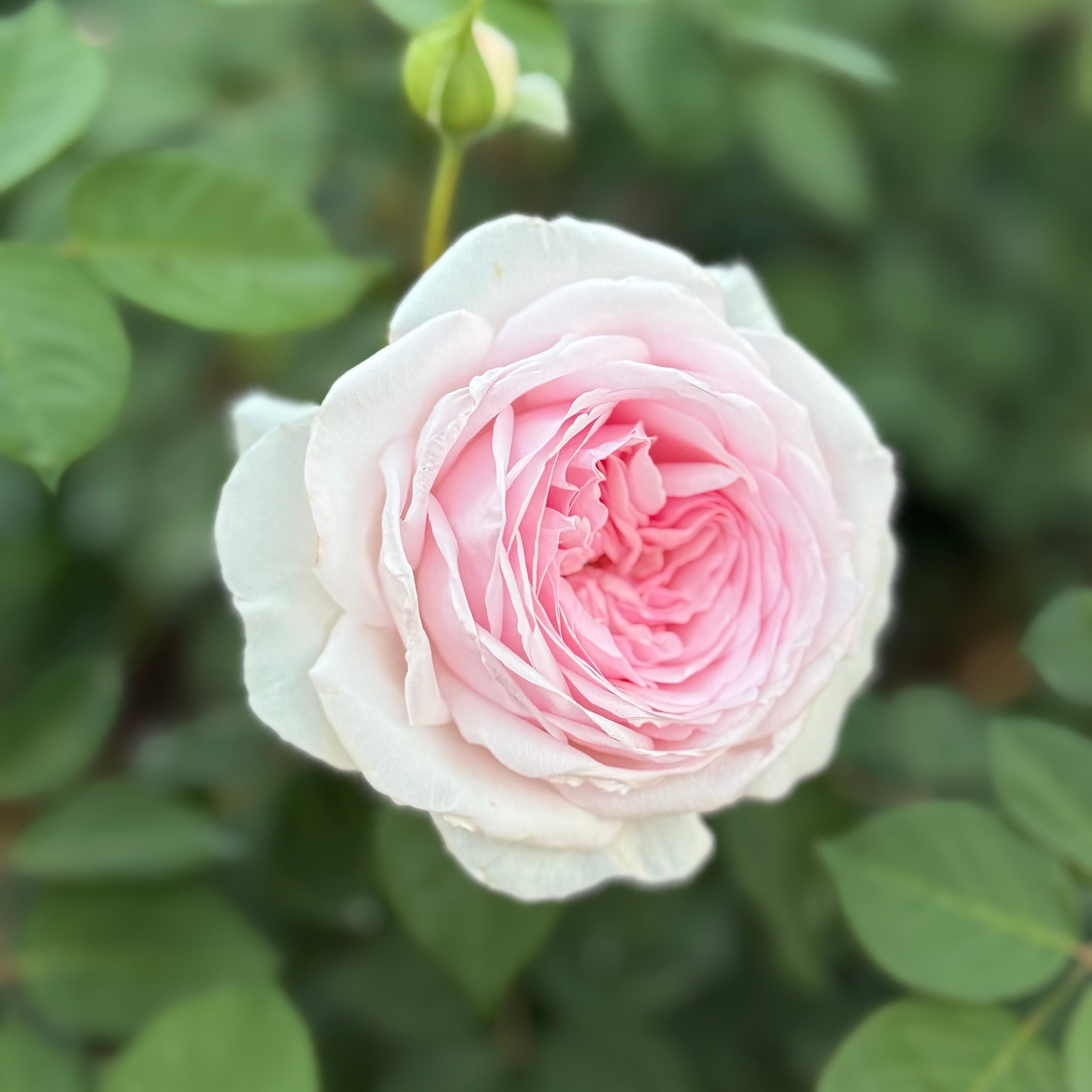 David Austin® Olivia Rose Austin™ Potted Rose Bush