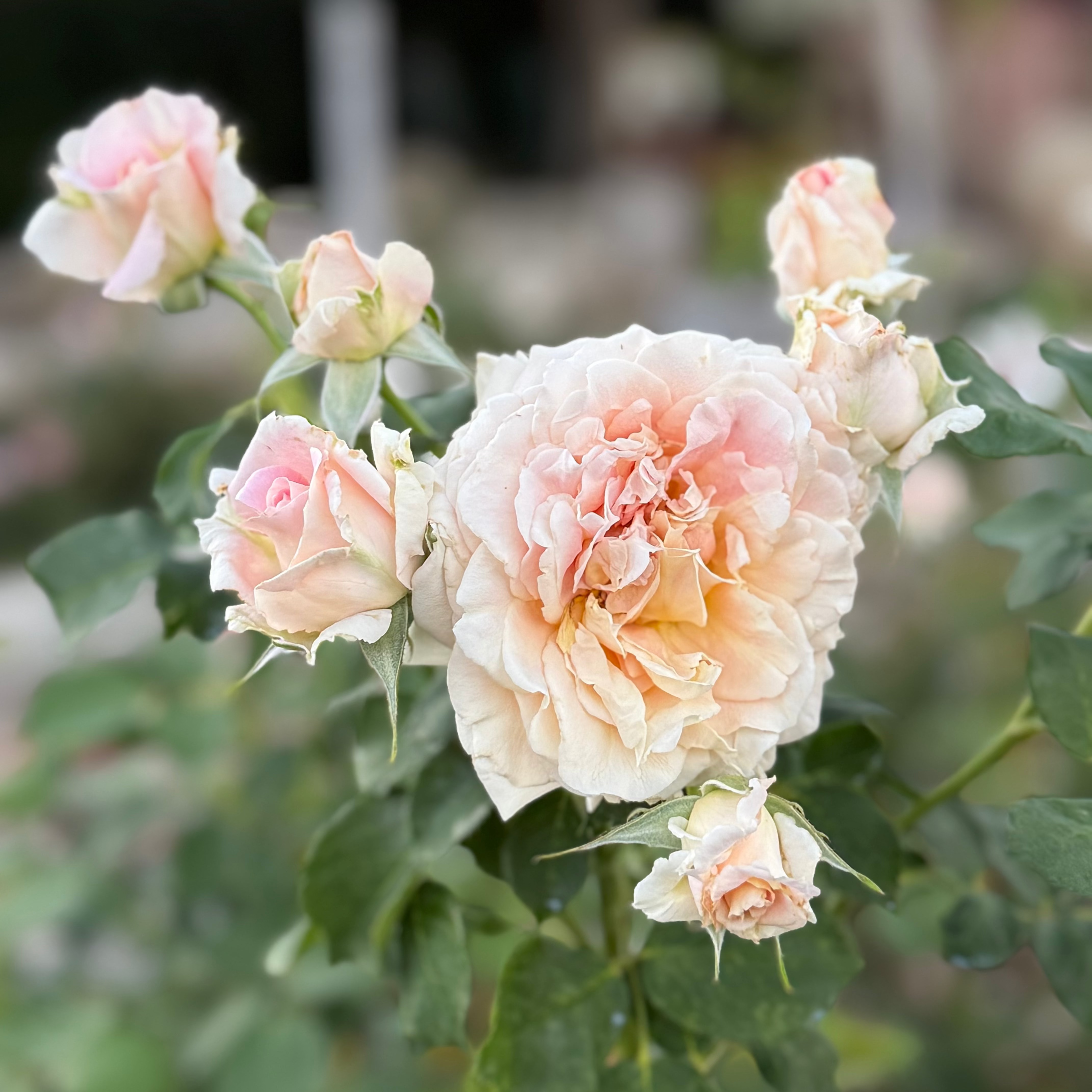Fun in the Sun™ Potted Tree Rose