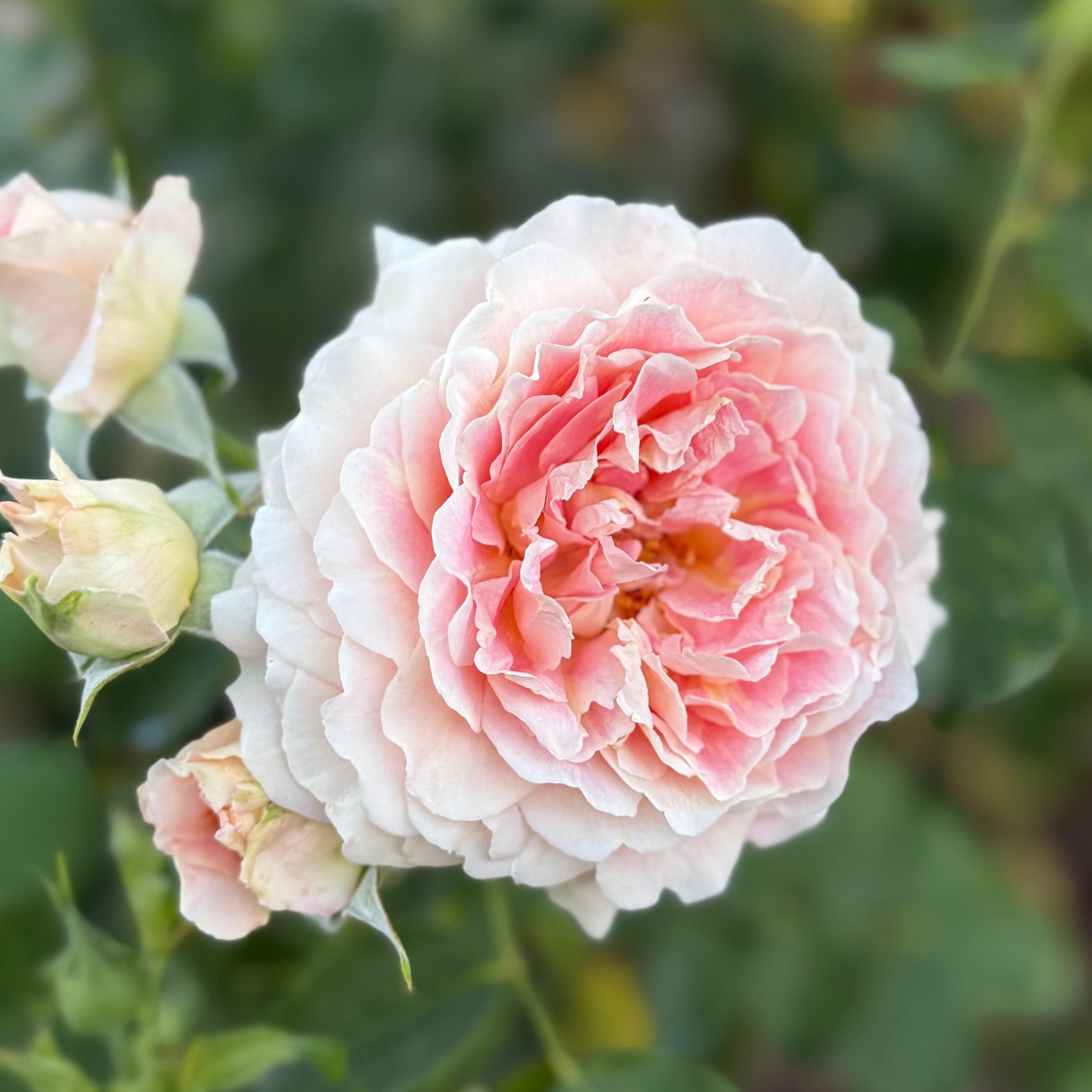 Fun in the Sun™ Potted Tree Rose