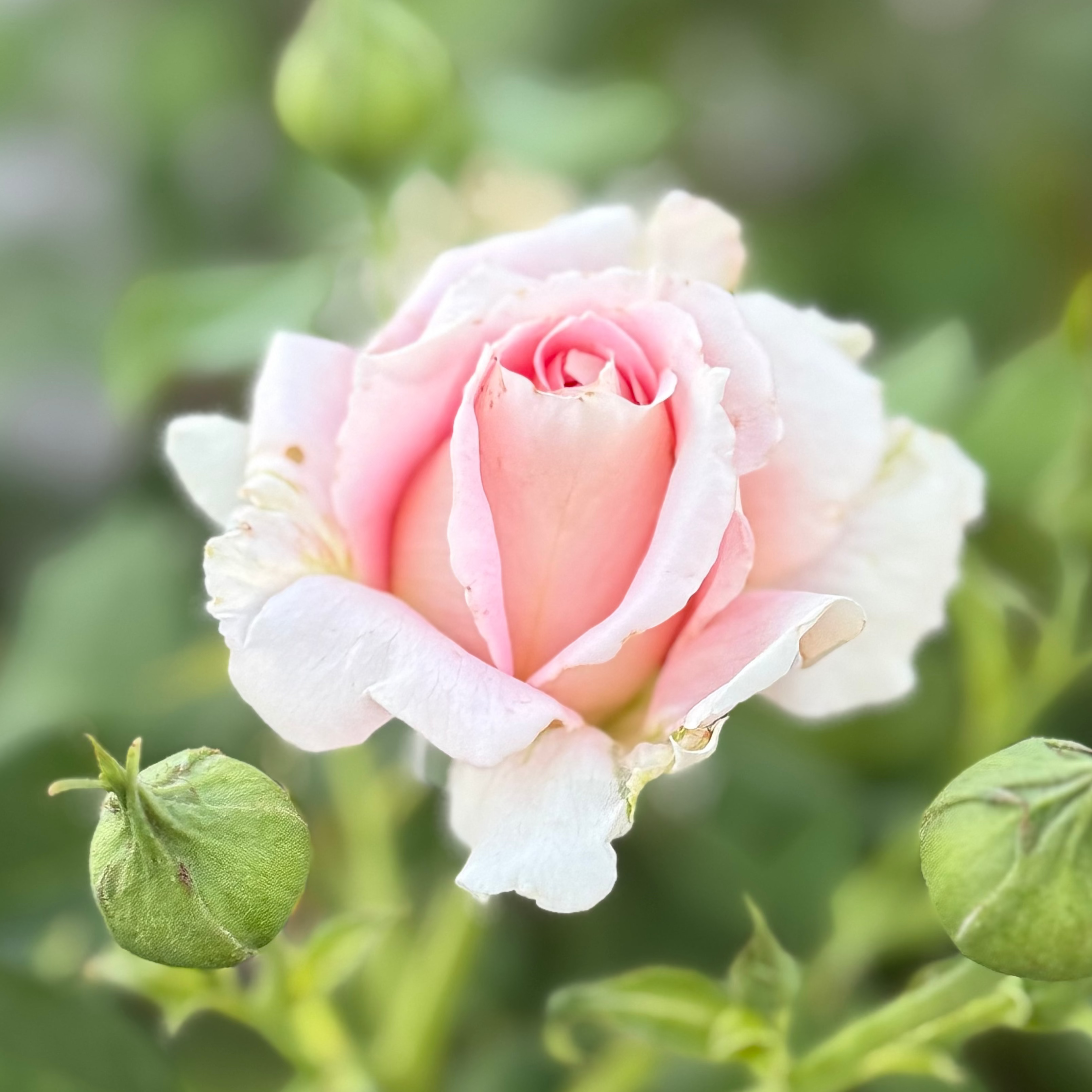 Fun in the Sun™ Potted Tree Rose