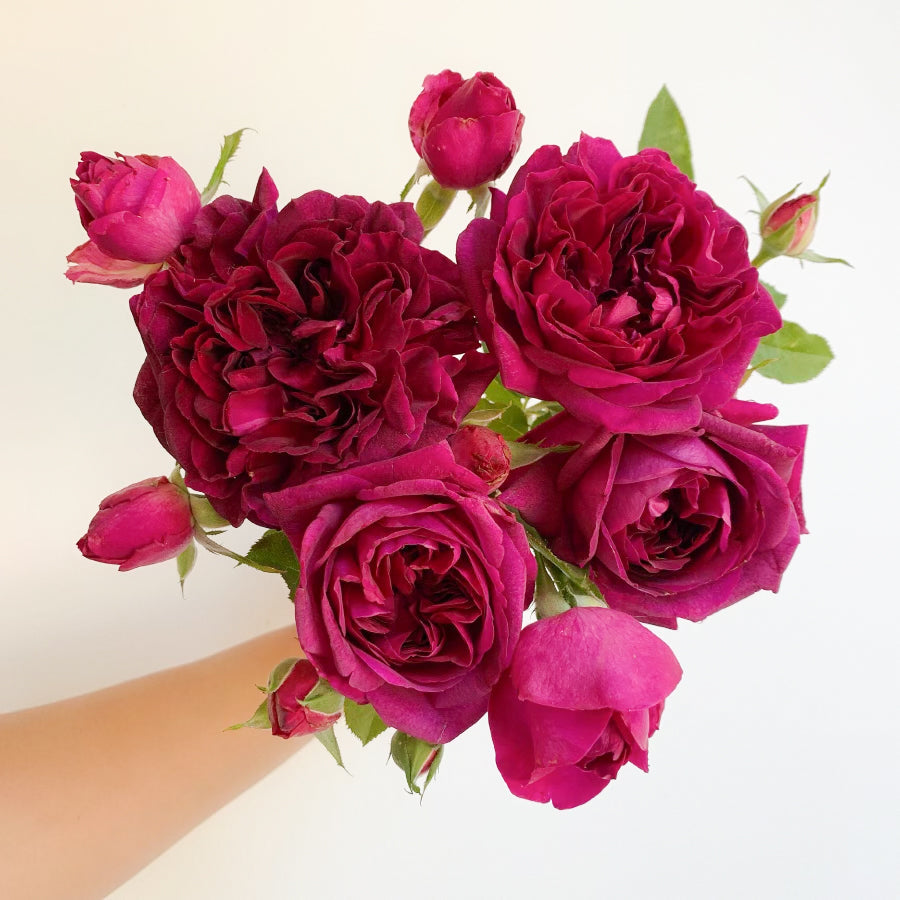 David Austin® Munstead Wood® Potted Rose Bush