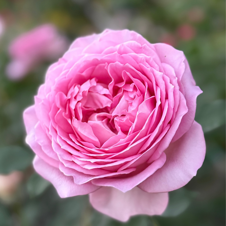 David Austin® AUShunter Potted Rose Bush