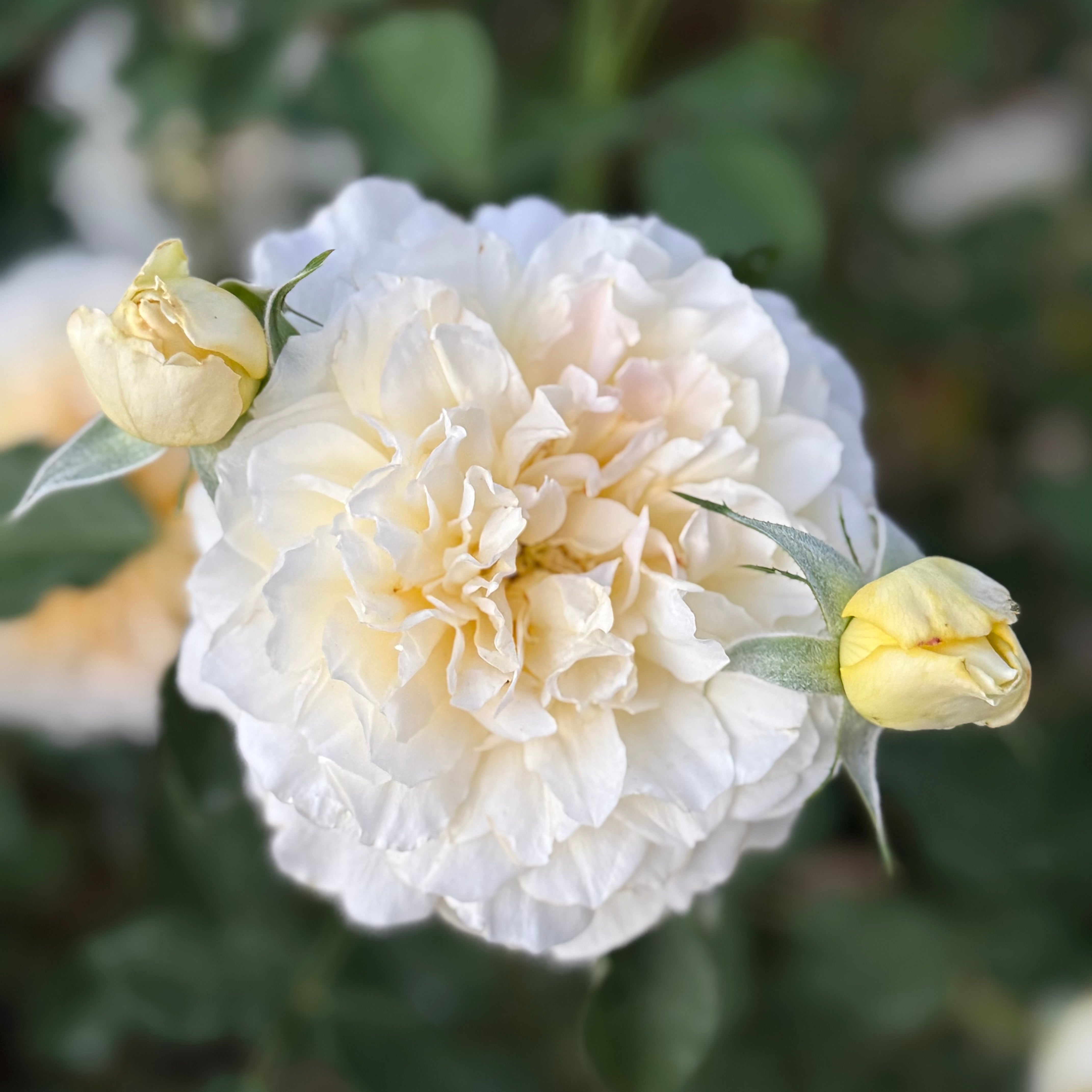 David Austin® Molineux® Potted Rose Bush