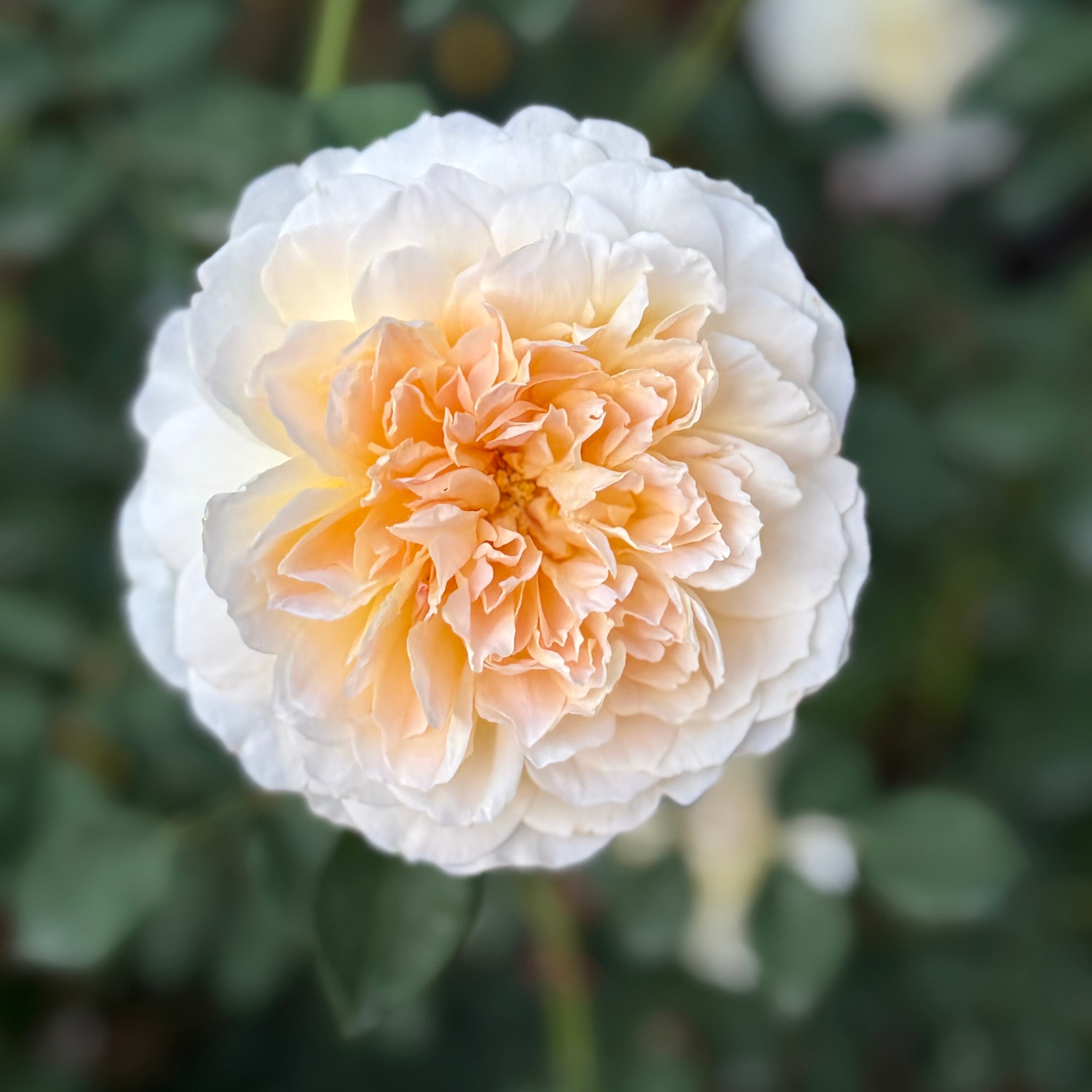 David Austin® Molineux® Potted Rose Bush