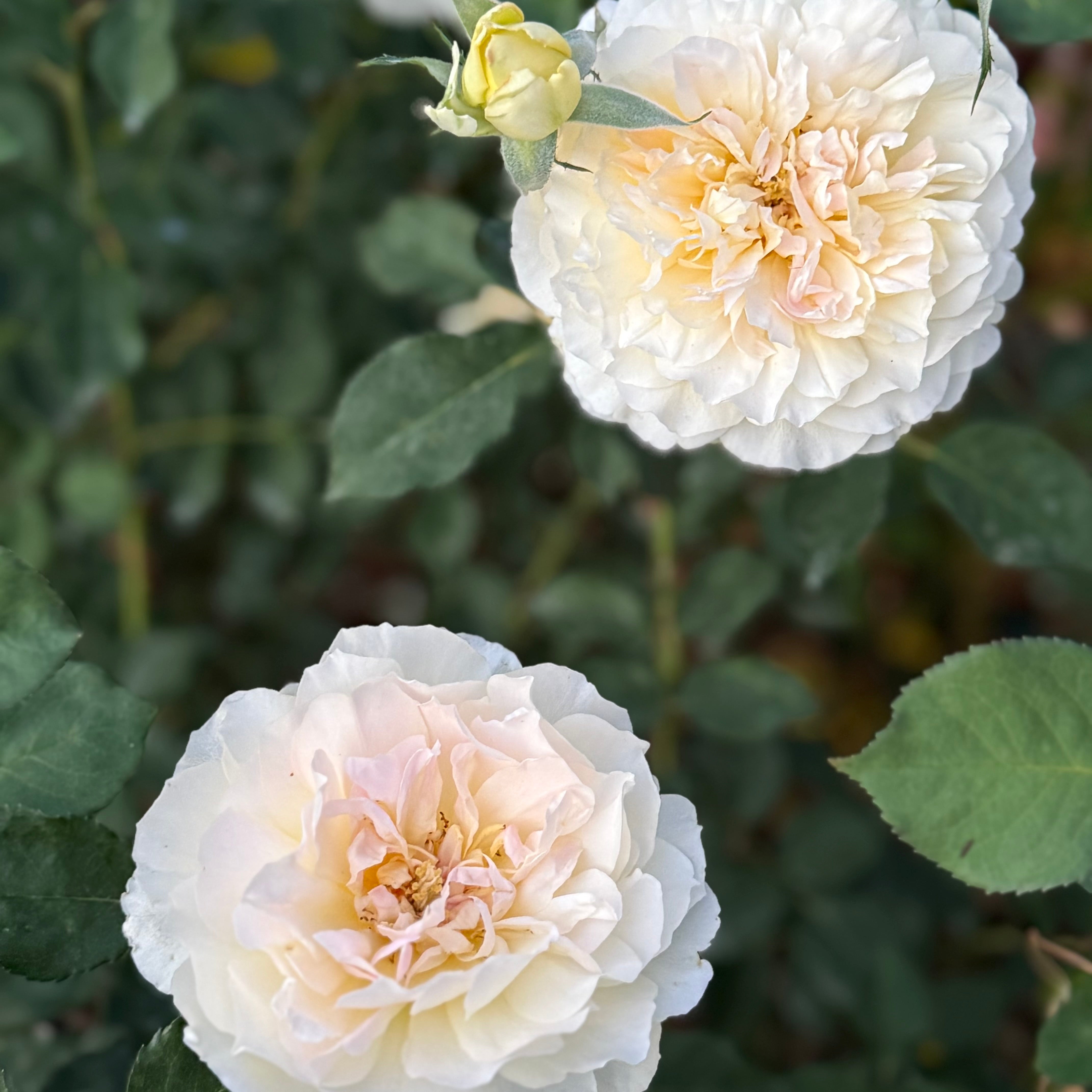 David Austin® Molineux® Potted Rose Bush