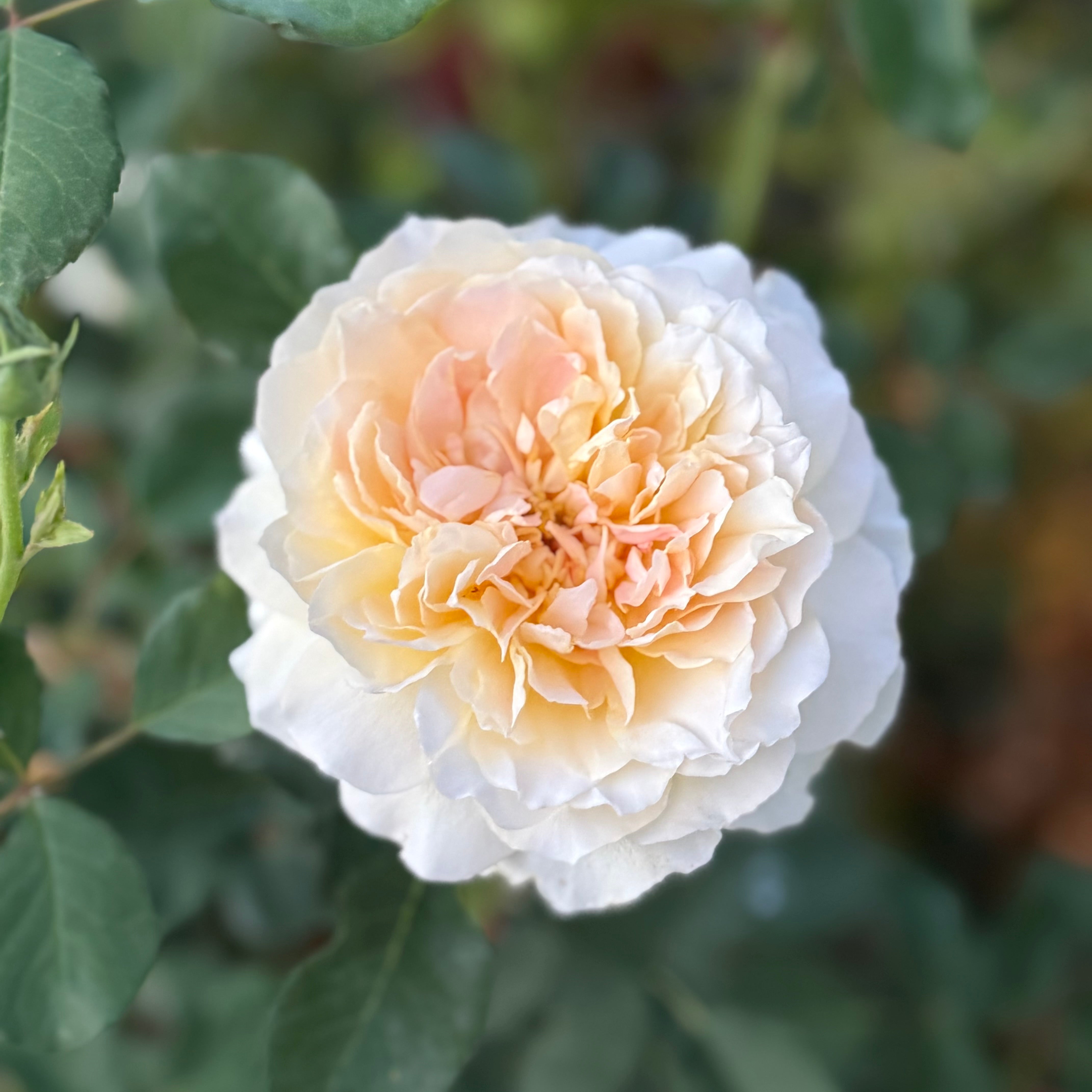 David Austin® Molineux® Potted Rose Bush