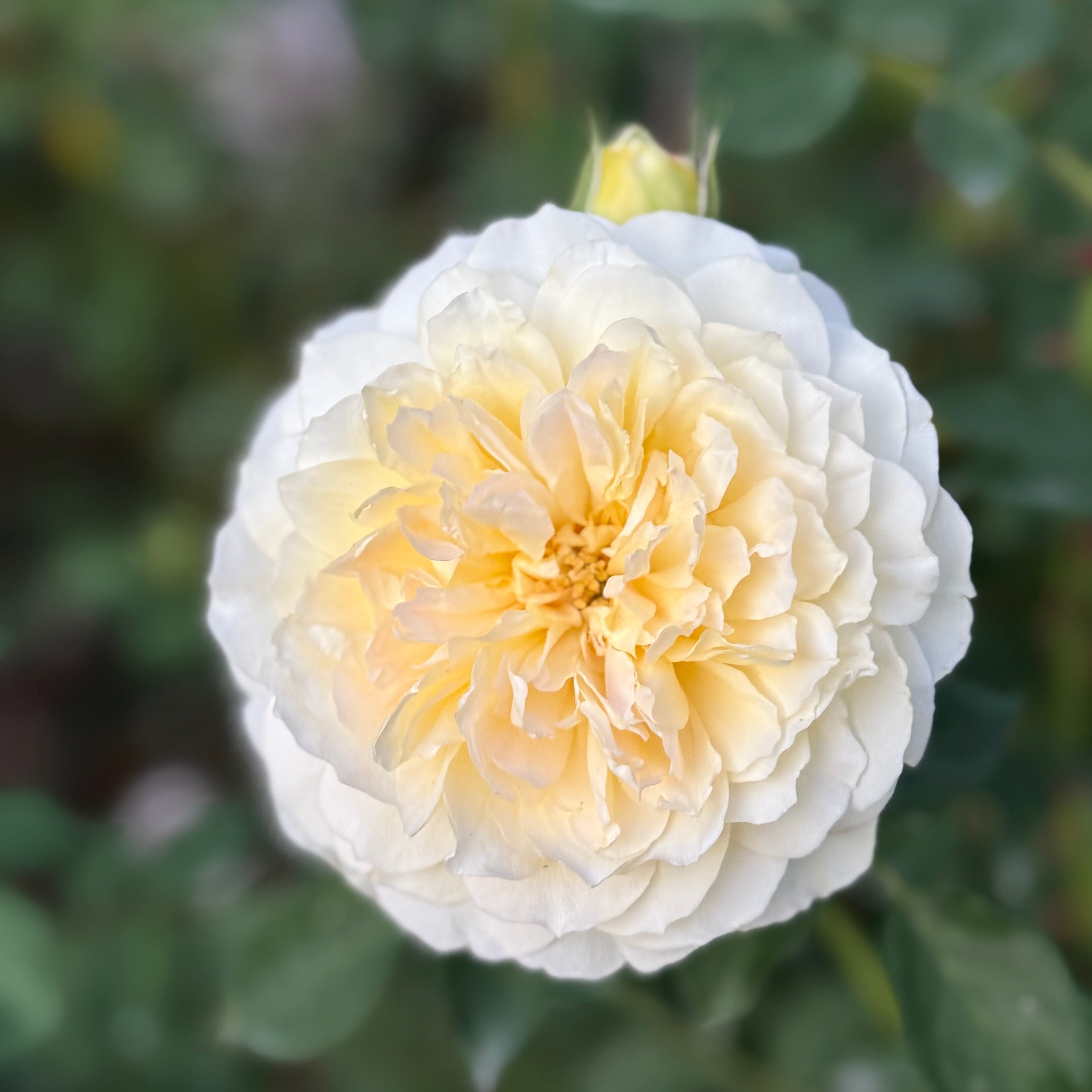 David Austin® Molineux® Potted Rose Bush