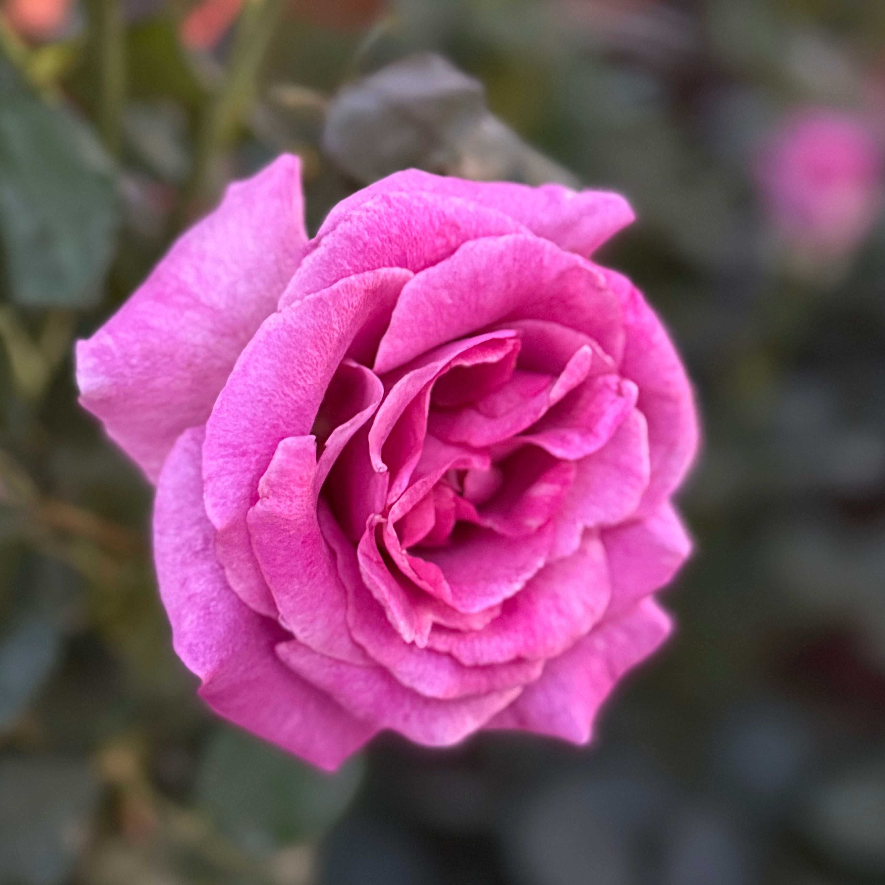 Melody Parfumee™ Potted Rose Bush
