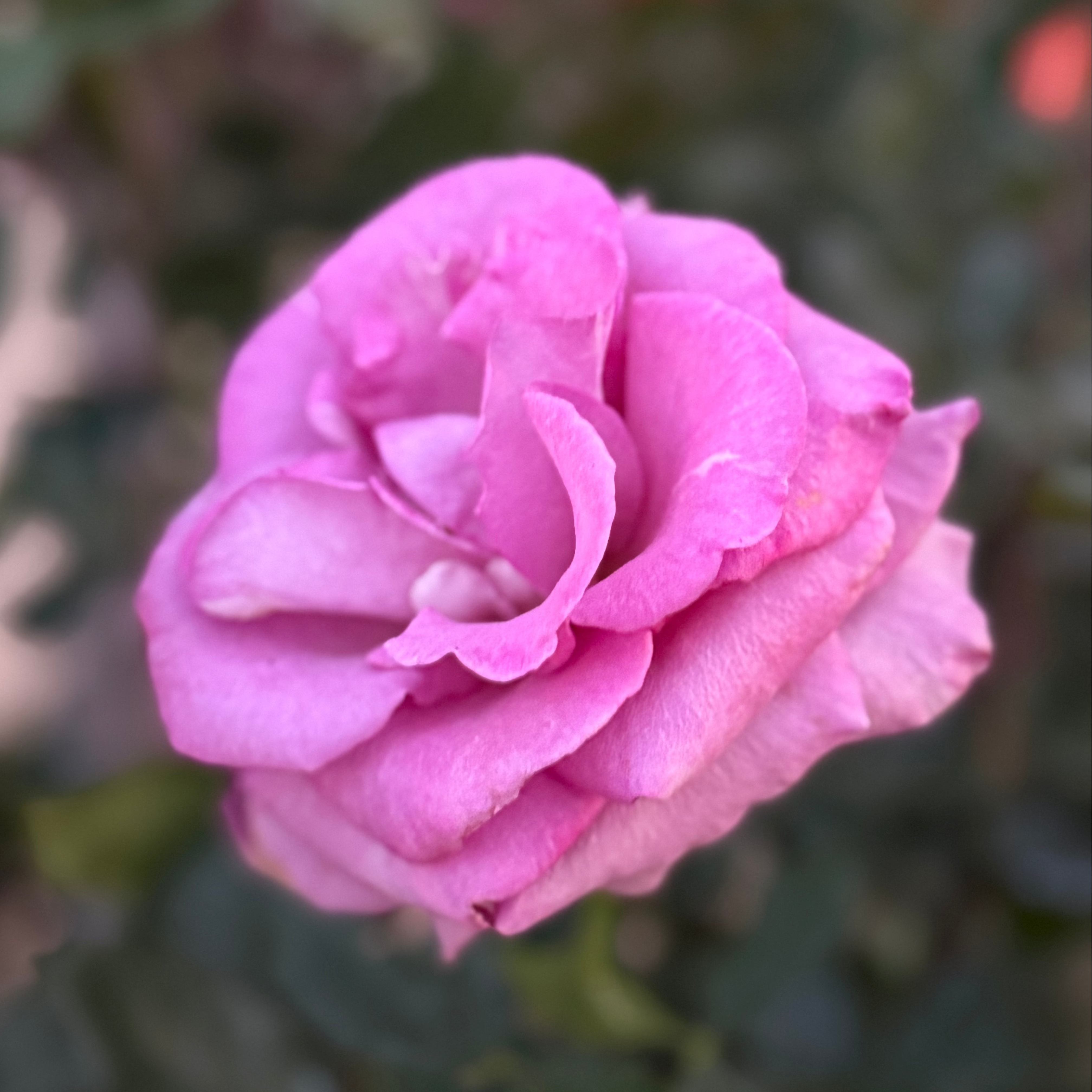Melody Parfumee™ Potted Rose Bush