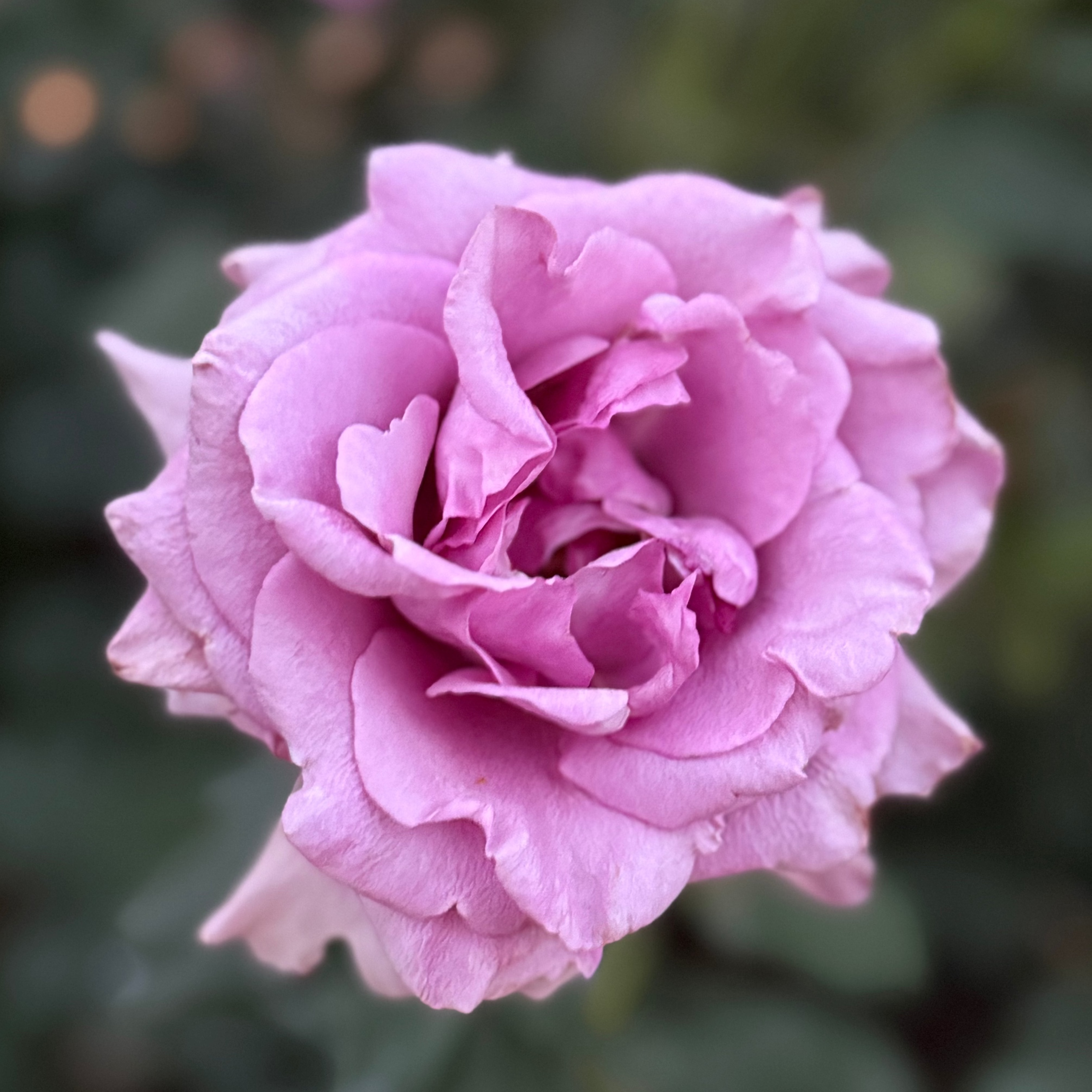 Melody Parfumee™ Potted Rose Bush