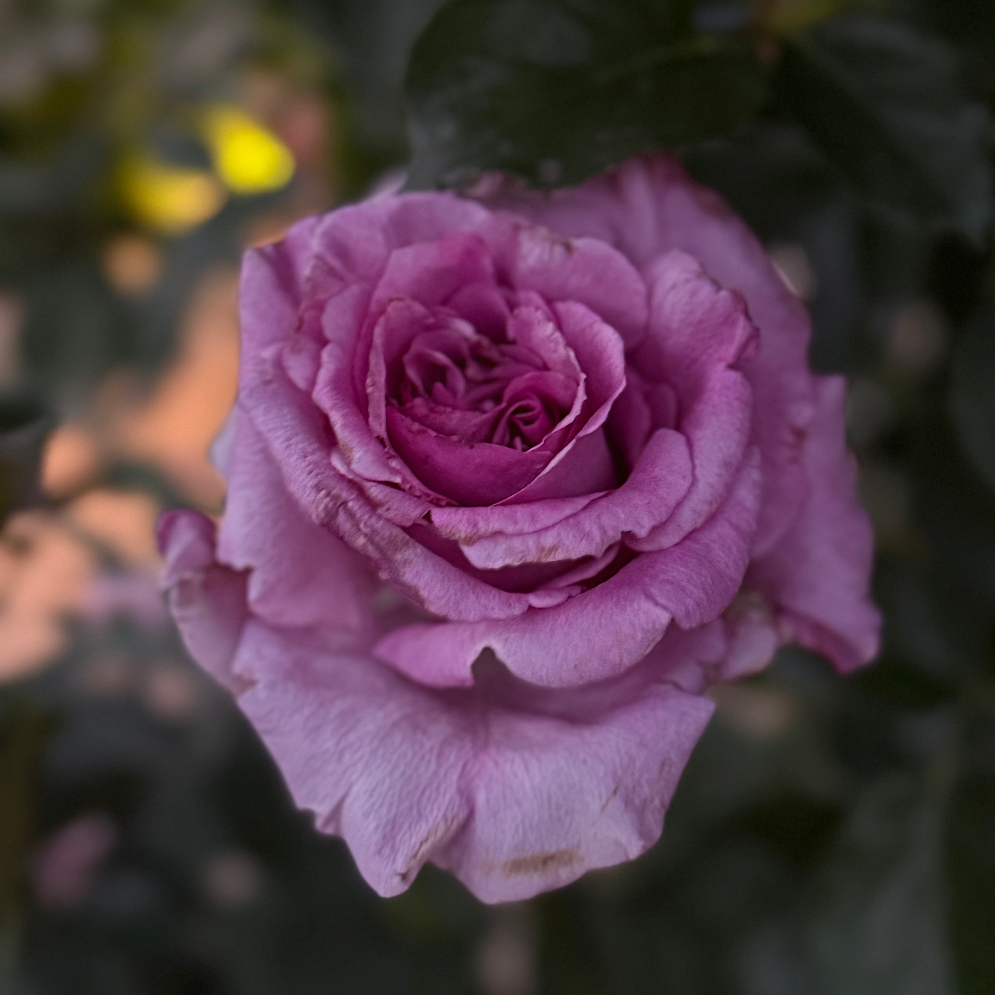 Melody Parfumee™ Potted Rose Bush