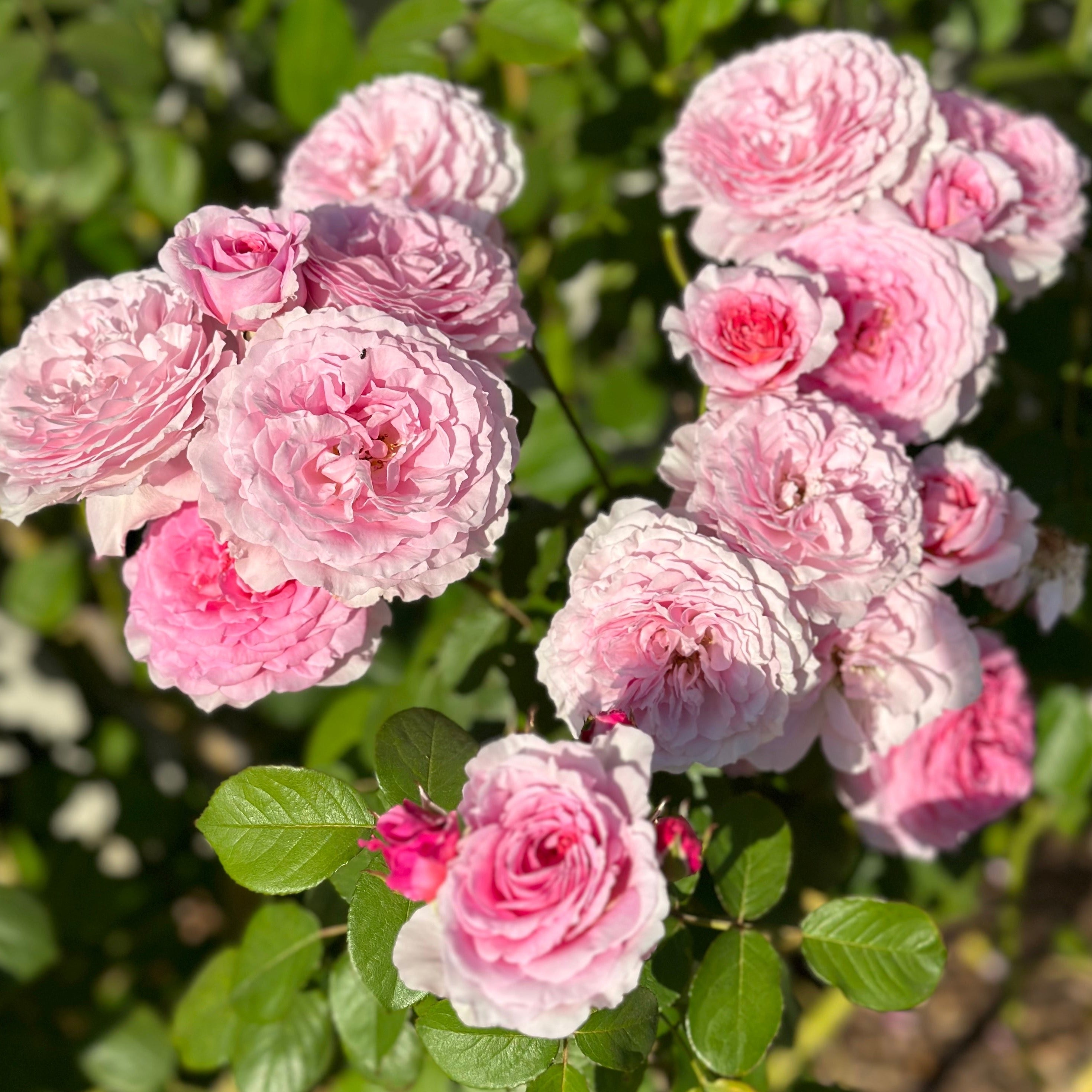 David Austin® James Galway® Potted Climbing Rose