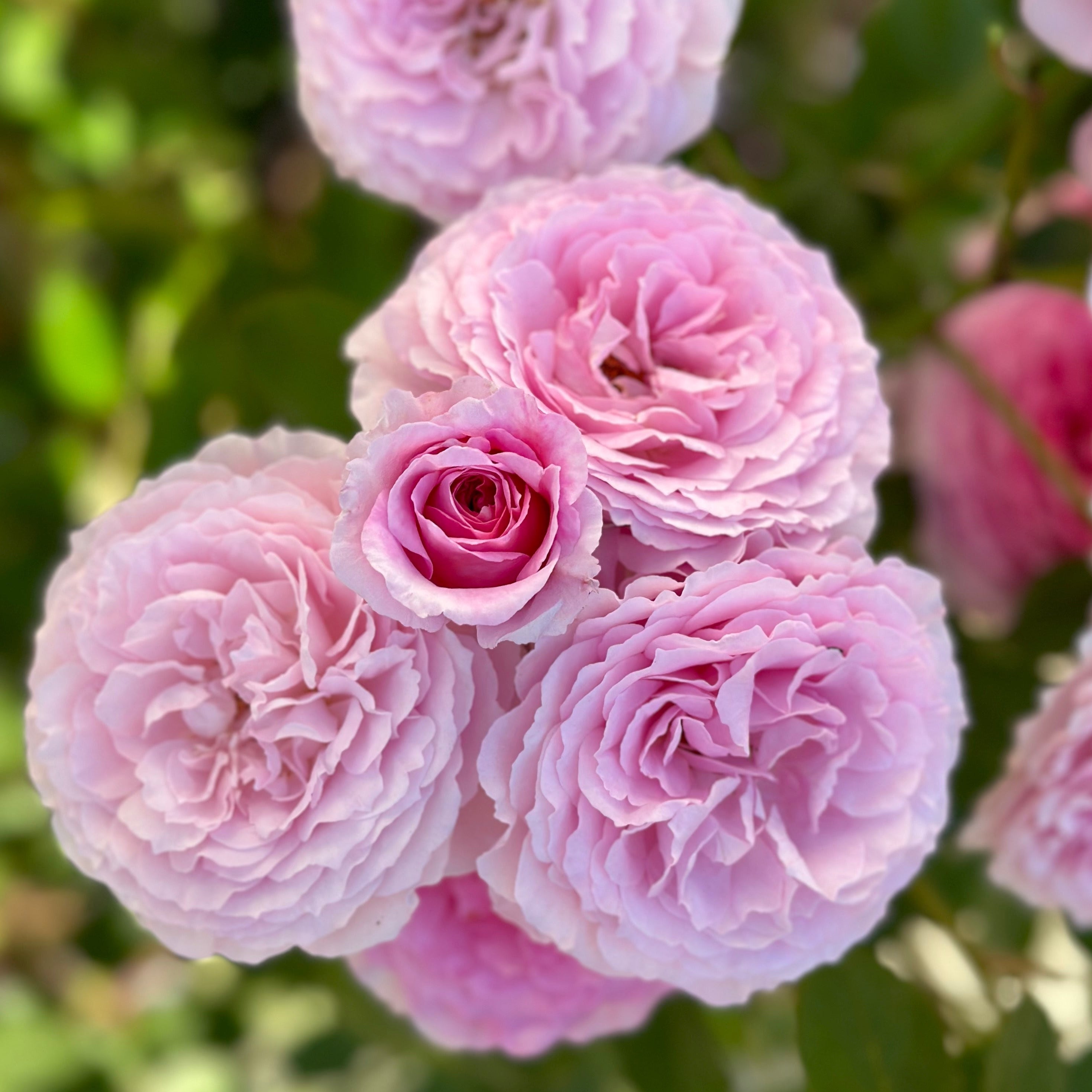David Austin® James Galway® Potted Climbing Rose
