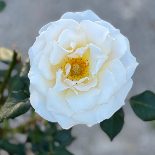 French Lace™ Rose Bush