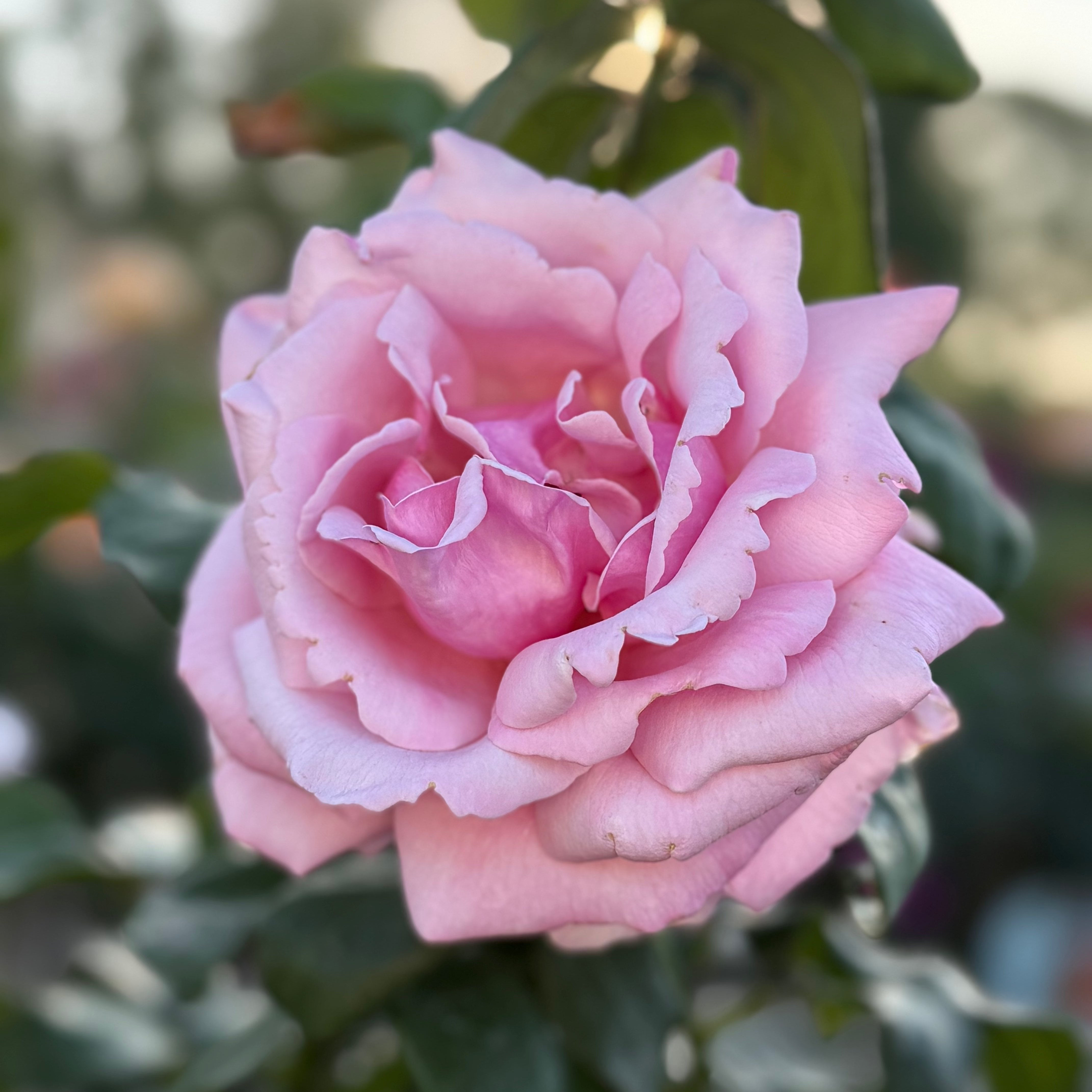 Memorial Day™ Potted Rose Bush