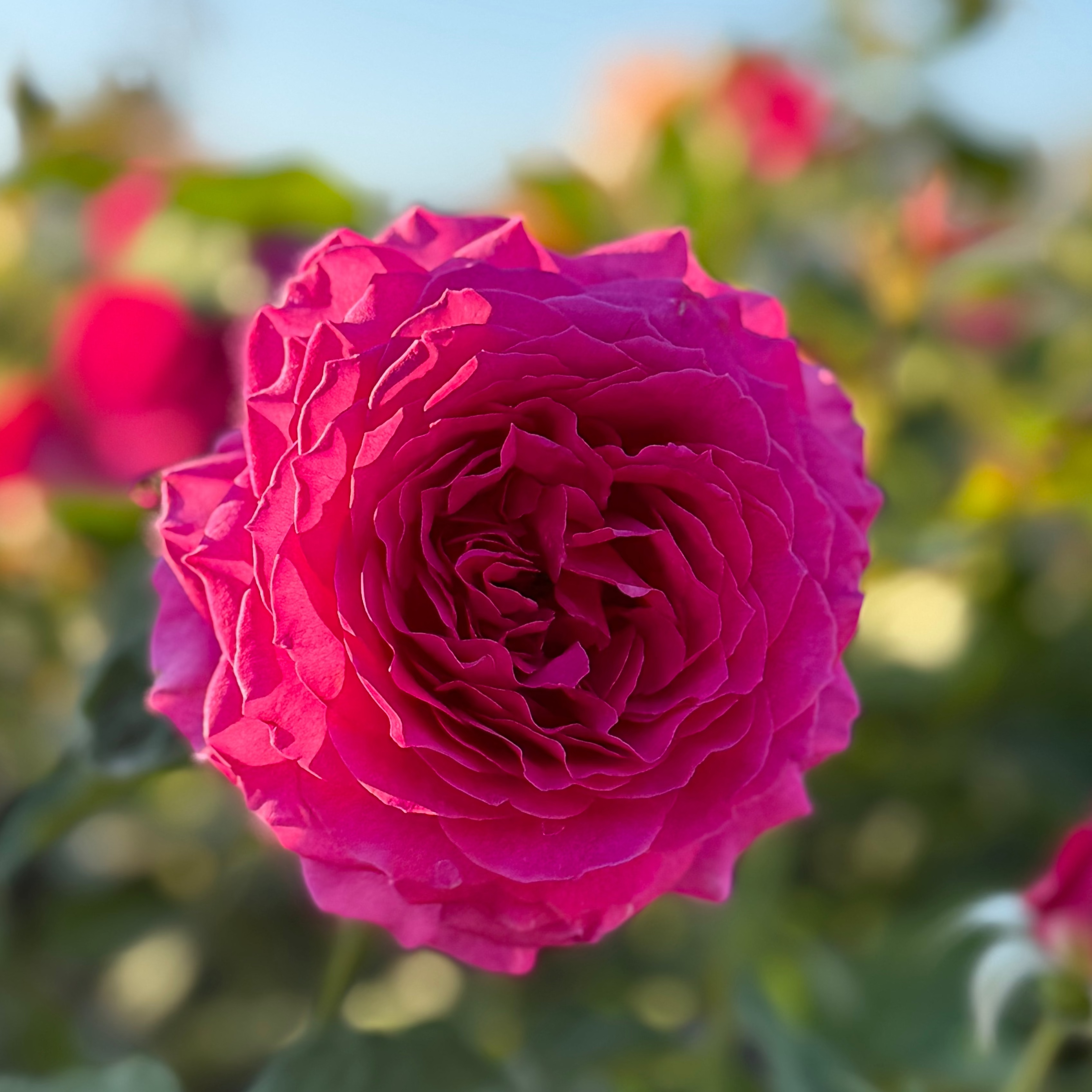 Light Years Away Potted Rose Bush